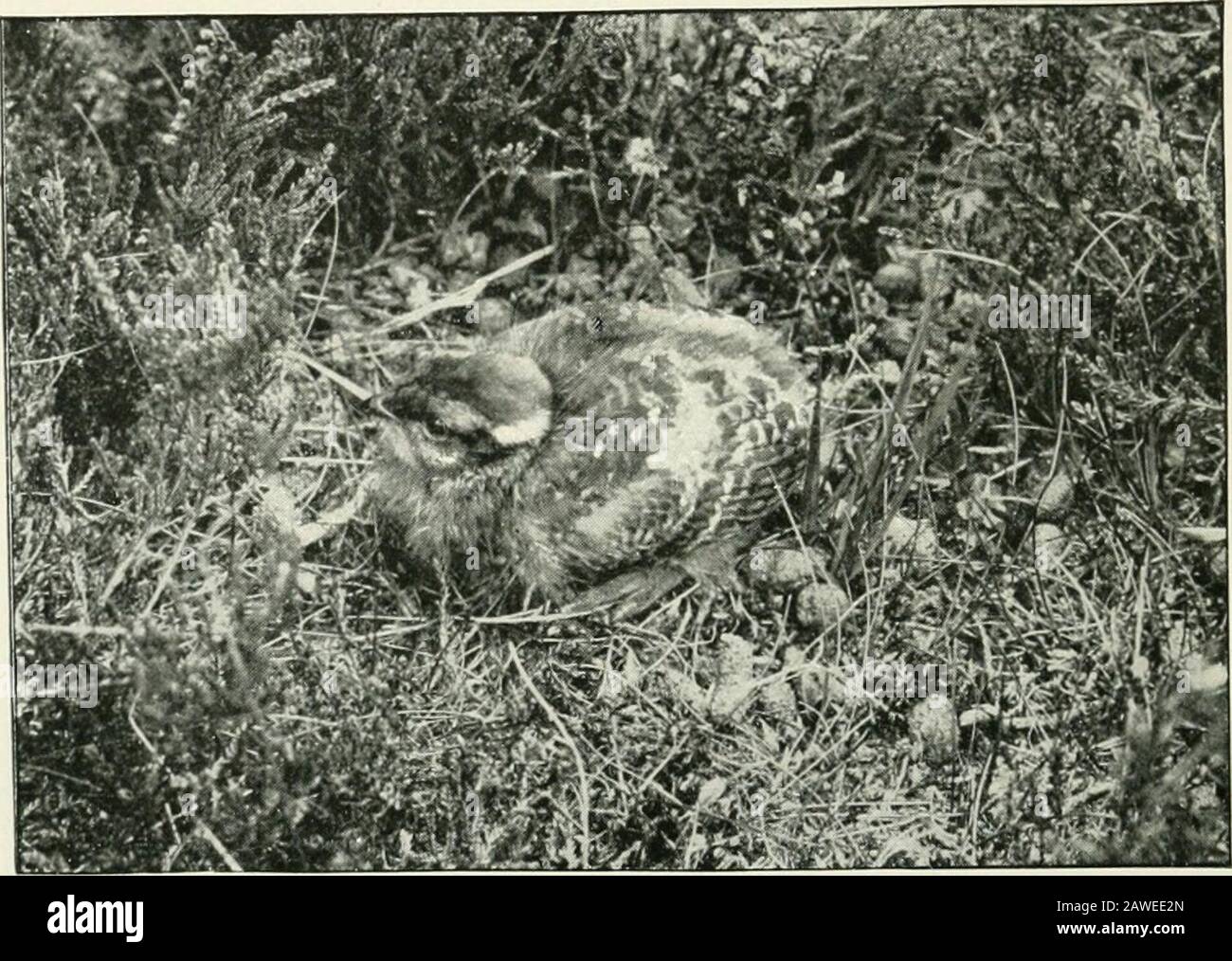 Avec la nature et un appareil photo; être les aventures et les observations d'un naturaliste de terrain et d'un photographe animal . K -A, .J,I. •» ?••V- l.-io AVEC XATFUK ET UN CAMHIiA. Tlioir limchcfm, et déclarer tliut plus tôt que misstlie fun tliev préférerait payer pour être autorisé à conduire des Moorcocks. L'illustration de la TLU ci-contre montre un Mérou niché dans un lit de rushes, une situation dans laquelle j'ai jamais vu ou entendu parler d'un avant. C'était le frère niv de Steriulbv à Westmorland l'an dernier. Grousesit très closeh sur les nids de lieir. Je connaissais un jour La jeune GÉLOSE maladroite de LA mouche du mouton sur une bande de roulement, et le poorbird a quitté toutes les heures Banque D'Images