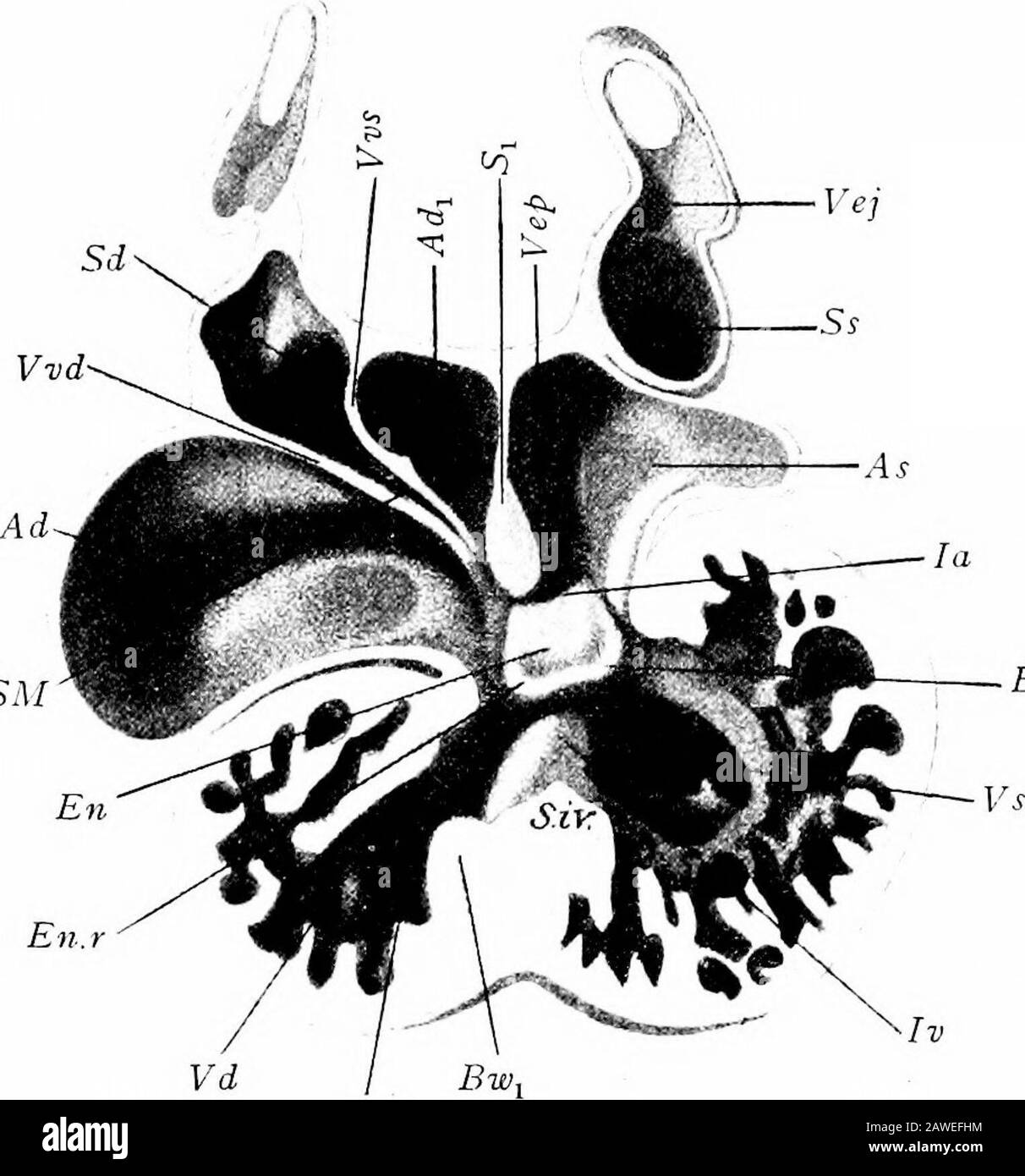 Le développement du corps humain; un manuel d'embryologie humaine . bord supérieur de cette partition le bord épaissir du septum auriculaire unit, de sorte que la séparation des auricules serait complète si ce n'est pour le théforamen ovale. Bien que ces changements aient eu lieu dans la partie au-riculaire du cœur, la séparation des ventricules droit et gauche a également progressé, et dans cette septa Twodistinct y participent. À partir du sol de la cavité ventriculaire-lar le long de la ligne de jonction des parties droite et gauche, une crête, composée en grande partie de tissu musculaire, surgit (Figs. 1 Banque D'Images