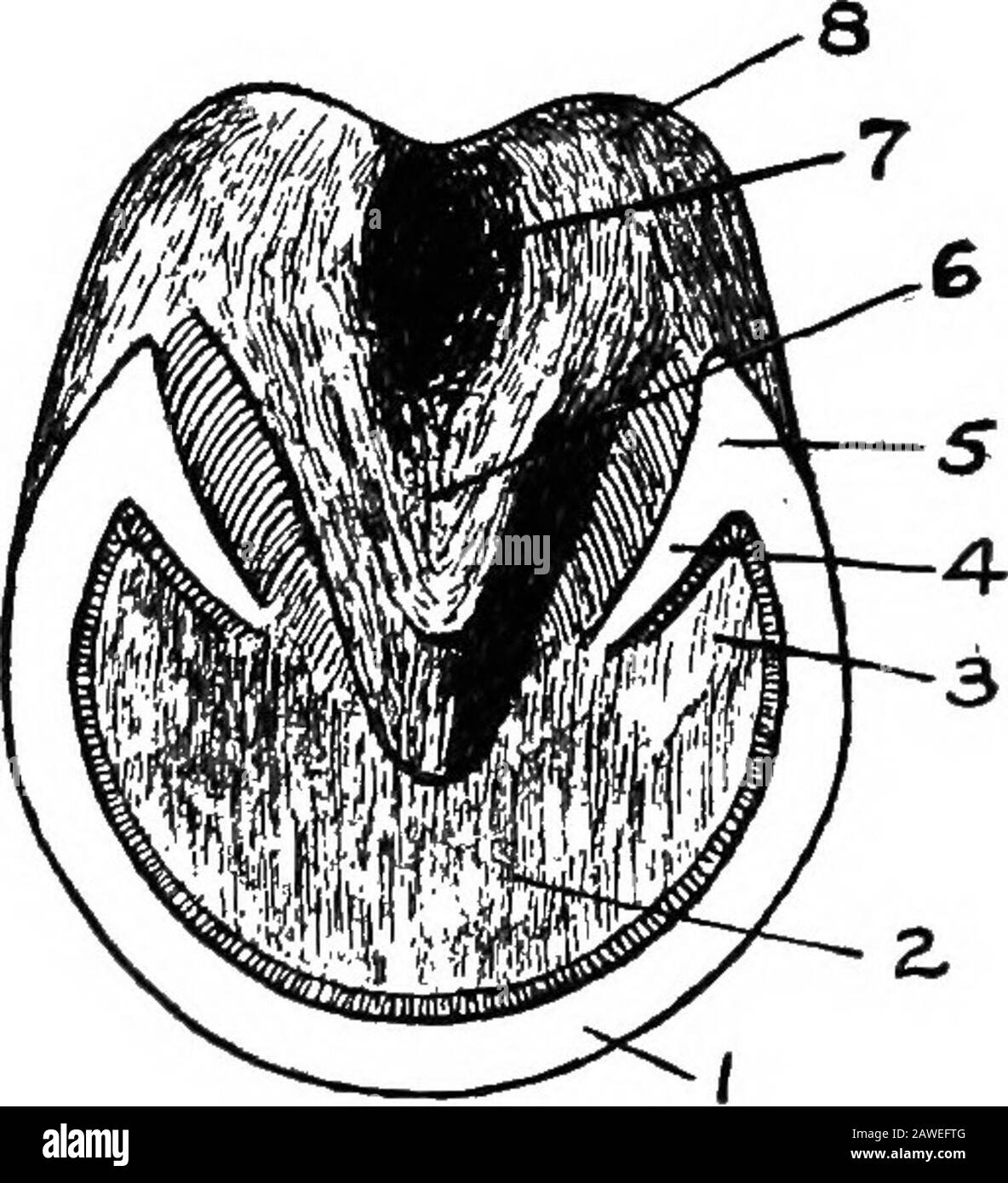 Types et classes de marché du stock vivant . e entre le thewall et le bar est épaissir et est appelé la butiess. La fonction des barres est de réagir contre la contraction des talons. La couche interne ou lamineuse de la corne murale n'est pas tubulaire. Il 358 Types et classes de marché de l'action Live est appelé lamineux parce qu'il a l'apparence des leavesd'un livre. Il y a 500 à 600 de ces laminae qui s'étenddu sommet du houde à la semelle. Elle est moins épaisse que la couche coronarienne, mais, comme elle, est déviée vers l'avant au niveau des heelspour aider à former les barres. Croissance de la paroi.—^À l'extrémité inférieure de t Banque D'Images