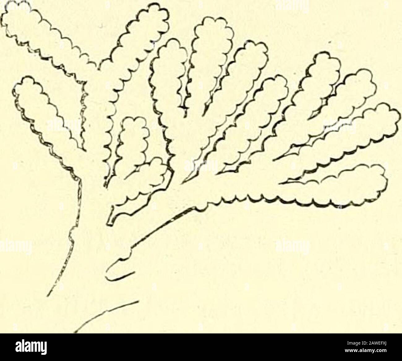 Éléments de l'anatomie de Quain . couche ; &, couche musculaire; c, membrane muqueuse dans les plis longitudinaux, avec de nombreuses fibres élastiques longitudinalement coulées; d, épithélium cilié; /, alveoli sur-arrondi. L L 2 616 LA LUA^GS. Ils contiennent les mêmes éléments que les plus grands passages d'air, ils sont réduits progressivement à un état de la tenité gTeater, mais possèdent certaines particularités de la structure. Ainsi, les cartilages ne semblent plus être imparfaits ringscourir seulement sur les surfaces avant et latérale du tube d'air, mais rédisposés sur tous les côtés des tubes sous forme de shapedplat irrégulièrement Banque D'Images