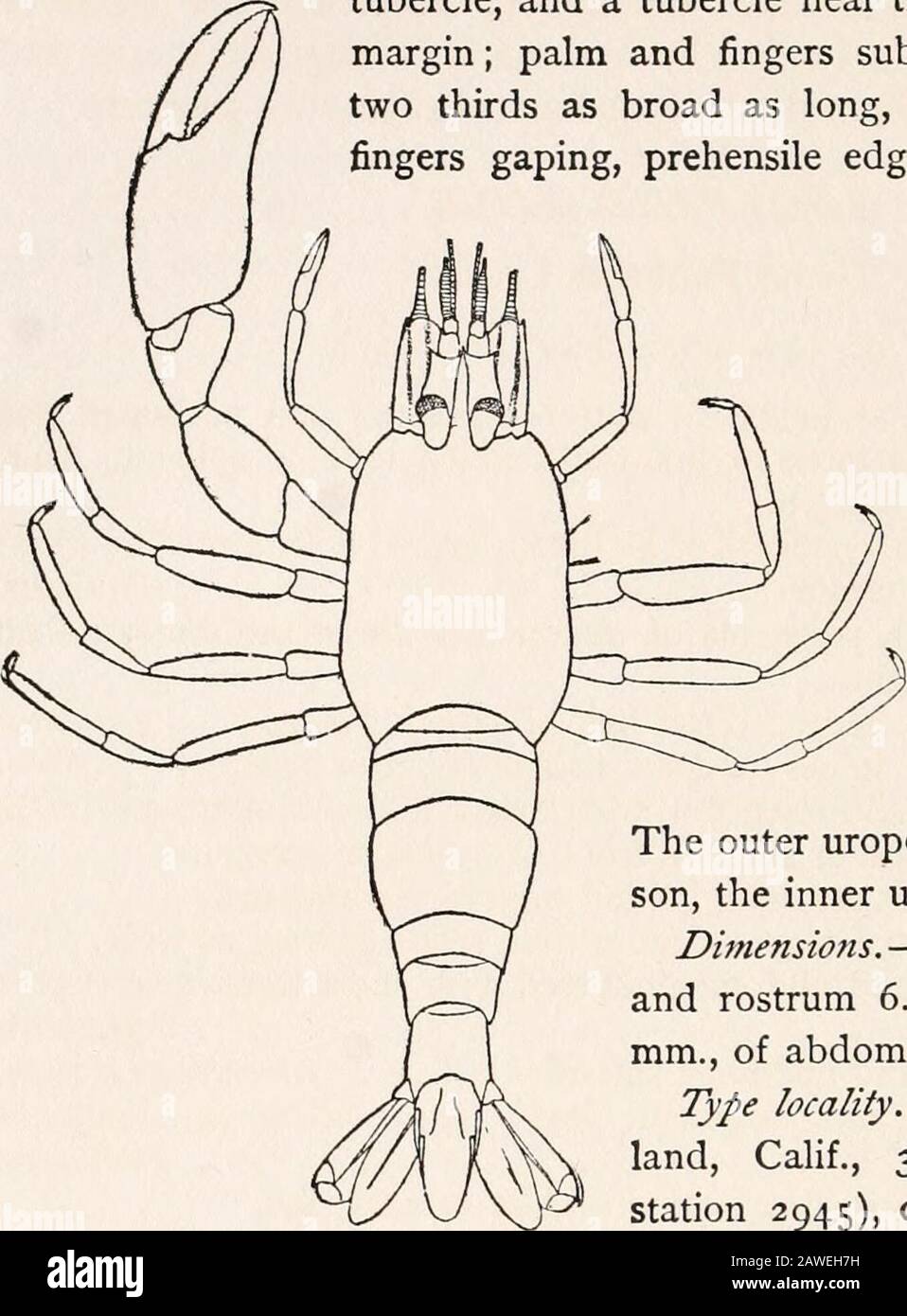 Harriman série Alaska . tle plus court que le carpus; Palm 34 RATHBUN et doigts subequal. Le pied droit de la deuxième paire est manquant; le theleft a un merus court, en forme de tasse de carpus, avec un distaltubercle intérieur, et un tubercule près du milieu de la marge distalale; palmier et doigts subequal dans la longueur, palmdeux tiers aussi large que long, bord intérieur marginate, les doigts gaping, les bords de la gélensile denticulent, fringlé avec les cheveux longs. DAC-tyli des trois derniers paires de pieds avec un sub-terminal et une colonne de la ter-minal. Le telson est twinceaussi longtemps que le segment de pré-cession, et a deux paires de l'avant latéral long Banque D'Images