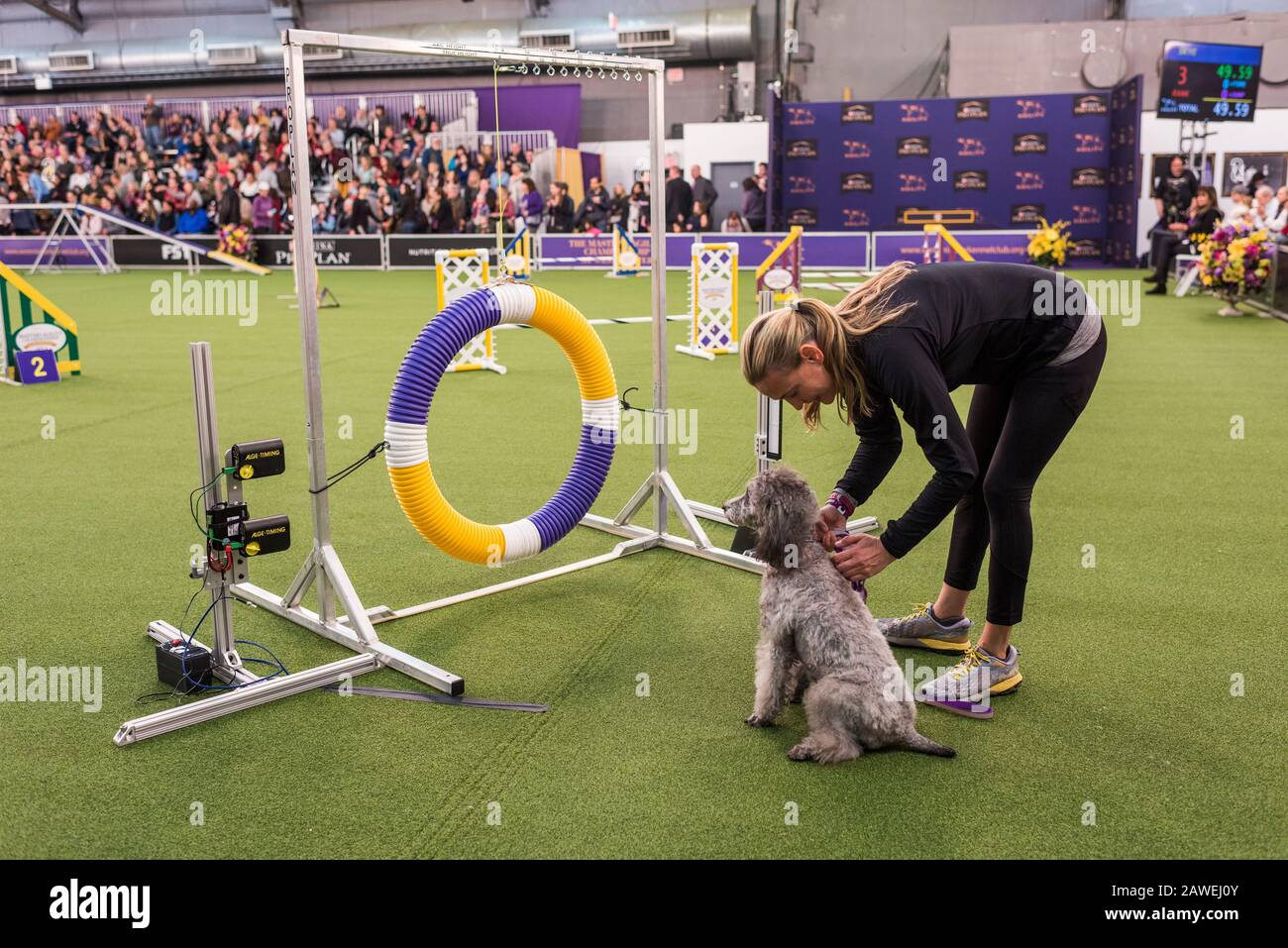 New York City, États-Unis-8 Février 2020 : Westminster Kennel Club Dog Show, Pier 94, New York City Banque D'Images