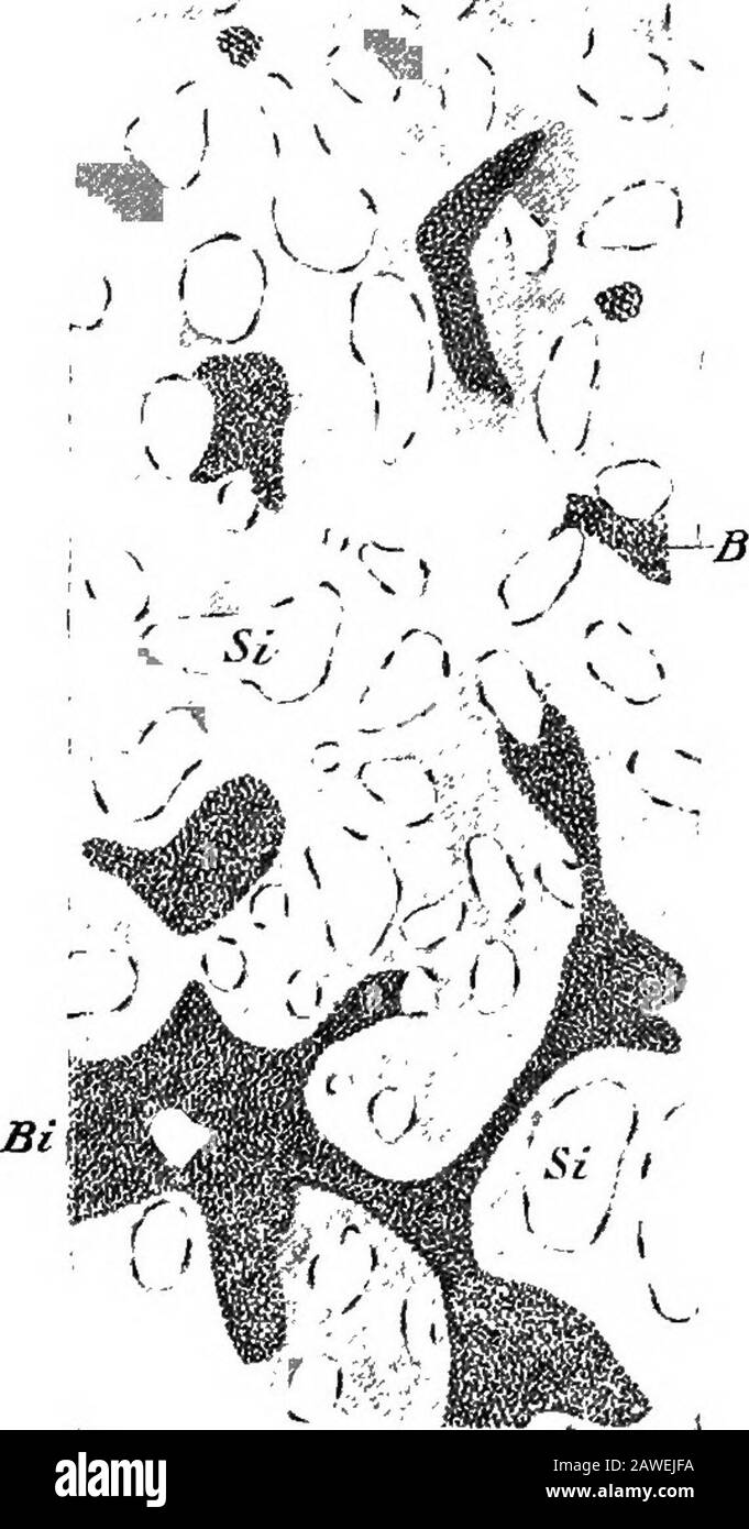 Le développement du corps humain; un manuel d'embryologie humaine . s a commencé à battre avant la mise en service avec les vaisseaux, de sorte que lorsqu'il est fabriqué, la circulation est à la fois établie. Avant, cependant, la vascularisation atteint l'embryon certains canaux commencent à en-grand (Fig. 122, A), artères et veines pro-ductives, le reste des capillaires de mise en réseau qui composent ces deux ensembles d'vaisseaux, et, ce processus, il y a finalement différentiateda unique omphalo-mesen-teric (vitelline) artère et deux omphalo - mésentérique(?vitelline) veines (Fig. 122,B). Dans l'embryoth humain Banque D'Images