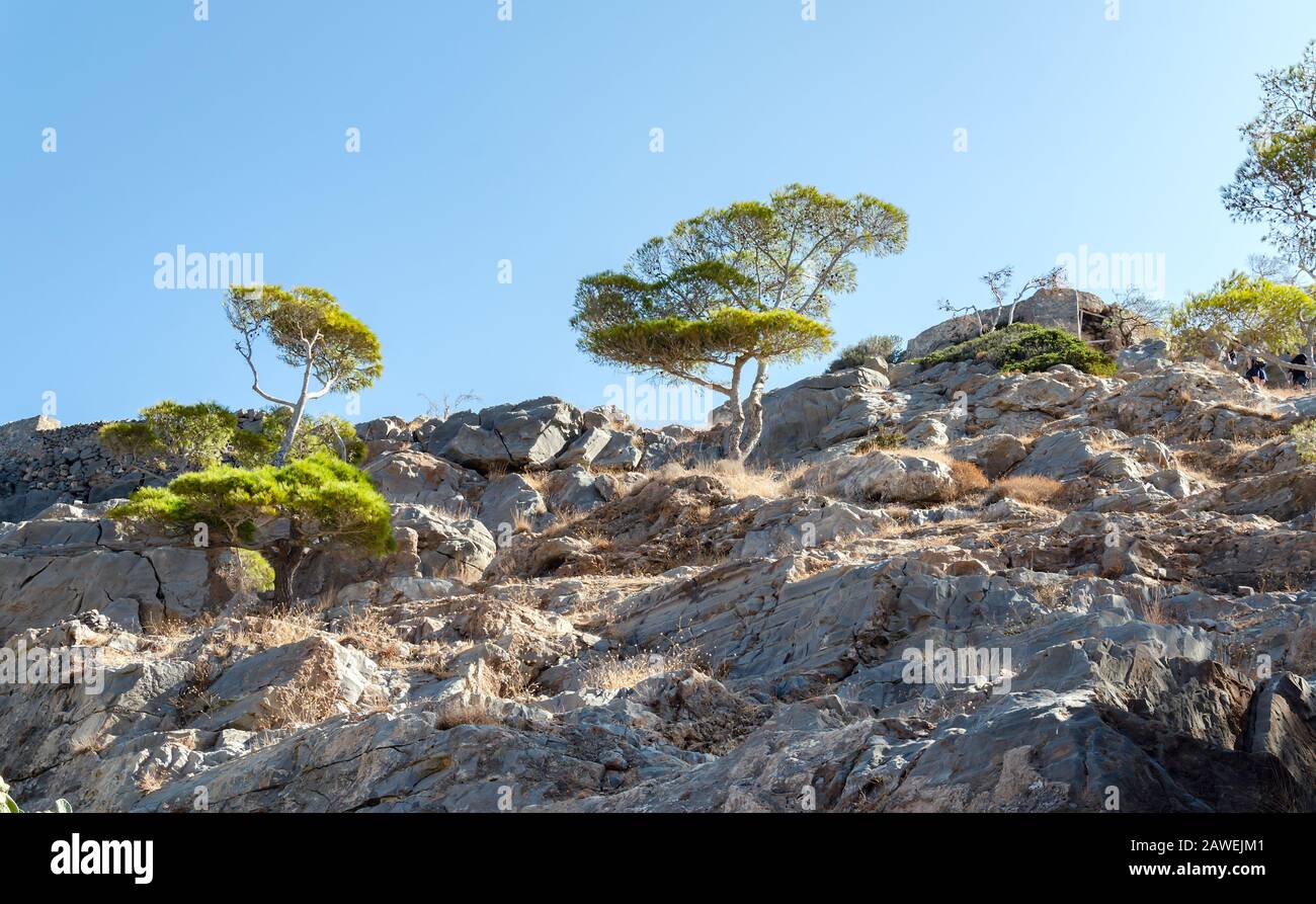 Arbres avec feuilles vertes qui poussent parmi les pierres sur un flanc de montagne, jour ensoleillé, Grèce Banque D'Images