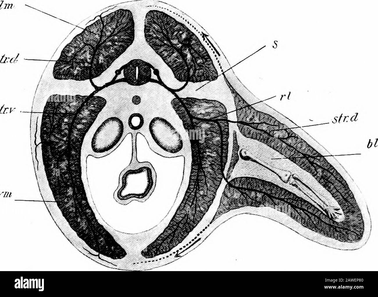 Le développement du corps humain; un manuel d'embryologie humaine . Si, maintenant, cette idée de boucle est testée par la distribution des nerfs au membre inférieur, il sera constaté que le premier myotome à transmettre sur la dorsum de l'ilium est thesecond lombaire, et après qu'il y a rencontré suces-impressionnant, d'avant vers l'arrière, le reste lombaire et le premier et le deuxième sacré myotomes. L'arrangede ces myotomes sur la surface dorsale du pévisand les muscles auxquels ils contribuent peuvent être seenfrom Fig. 117. Dans cette partie de leur cours, ils ont réenvoyé des parties de la moitié dorsale de Banque D'Images