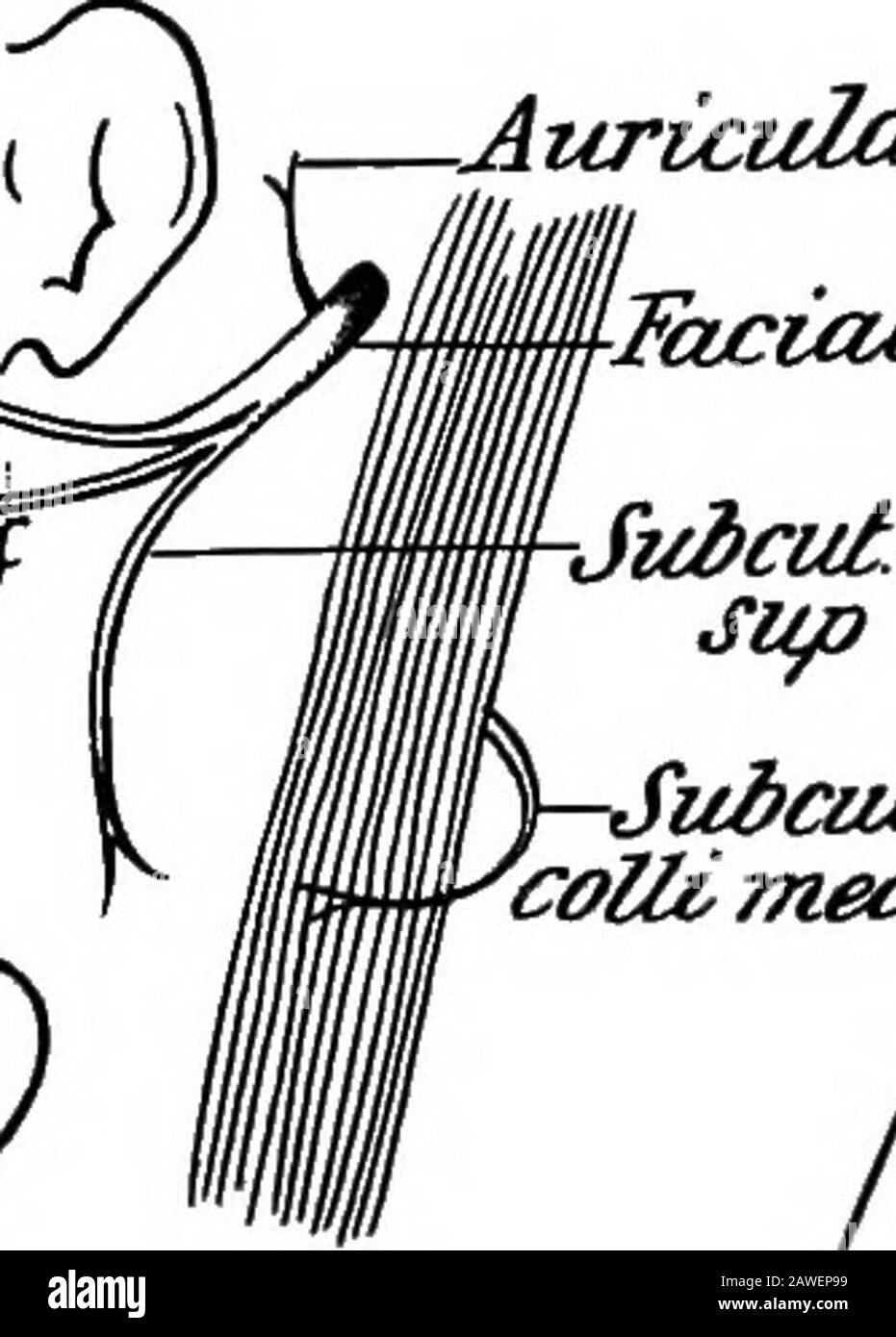 Le développement du corps humain; un manuel d'embryologie humaine . Temp. ^. Ularispostl facialis collil ubcu€tcolli se rencontrent,./ B Fig. 115.—tête D'Embryons (A) de Deux Mois et (B) op ThreeMonths montrant l'extension du septième Nerf uponthe Visage.—(Popawsky.) 230 LES MUSCLES DES MEMBRES. 23 I larynx, ainsi que les parties restantes des constricteurs du pharynx et des muscles du palais mou, à l'exception du tenseur. Ces deux arches haberbranches du dixième nerf associé à eux et donc ce nerf fournit les muscles nommés. En outre, deux des muscles extrinsèques o Banque D'Images Le développement du corps humain; un manuel d'embryologie humaine . Temp. ^. Ularispostl facialis collil ubcu€tcolli se rencontrent,./ B Fig. 115.—tête D'Embryons (A) de Deux Mois et (B) op ThreeMonths montrant l'extension du septième Nerf uponthe Visage.—(Popawsky.) 230 LES MUSCLES DES MEMBRES. 23 I larynx, ainsi que les parties restantes des constricteurs du pharynx et des muscles du palais mou, à l'exception du tenseur. Ces deux arches haberbranches du dixième nerf associé à eux et donc ce nerf fournit les muscles nommés. En outre, deux des muscles extrinsèques o Banque D'Images