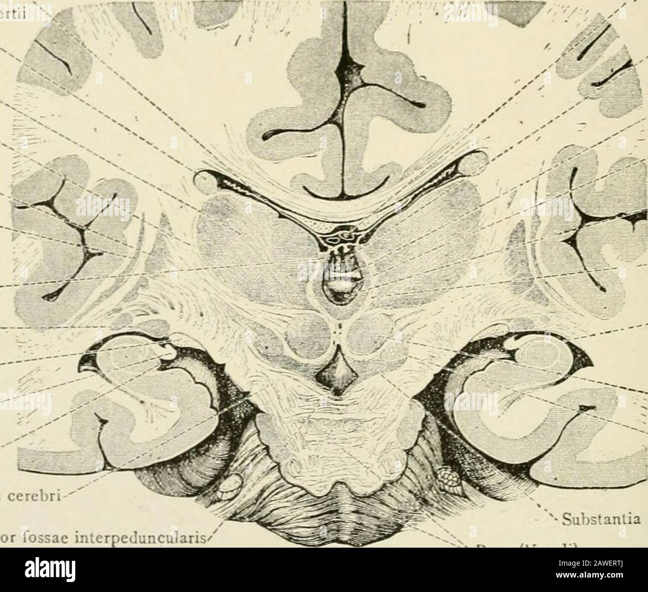 L'anatomie du système nerveux, du point de vue du développement et de la fonction . les extrémités rostrales ou caudales du corpusstriatum (Fig. 189), et aussi dans les sections horizontales au-dessus du niveau de globus 2^6 LE pallidus DU SYSTÈME NERVEUX (Fig. 191). Il est fusionné avec le noyau caudé, qui ressemble à la couleur et à la structure. Le pallidus globus est plus léger en couleur et est subdivisé en deux parties, dont la médiane est la plus petite. Les deux parties sont traversées par de nombreuses fascicules finéblanches des lamines médullaires. Surtout dans la partie antérieure des bandes de la capsule interne Banque D'Images