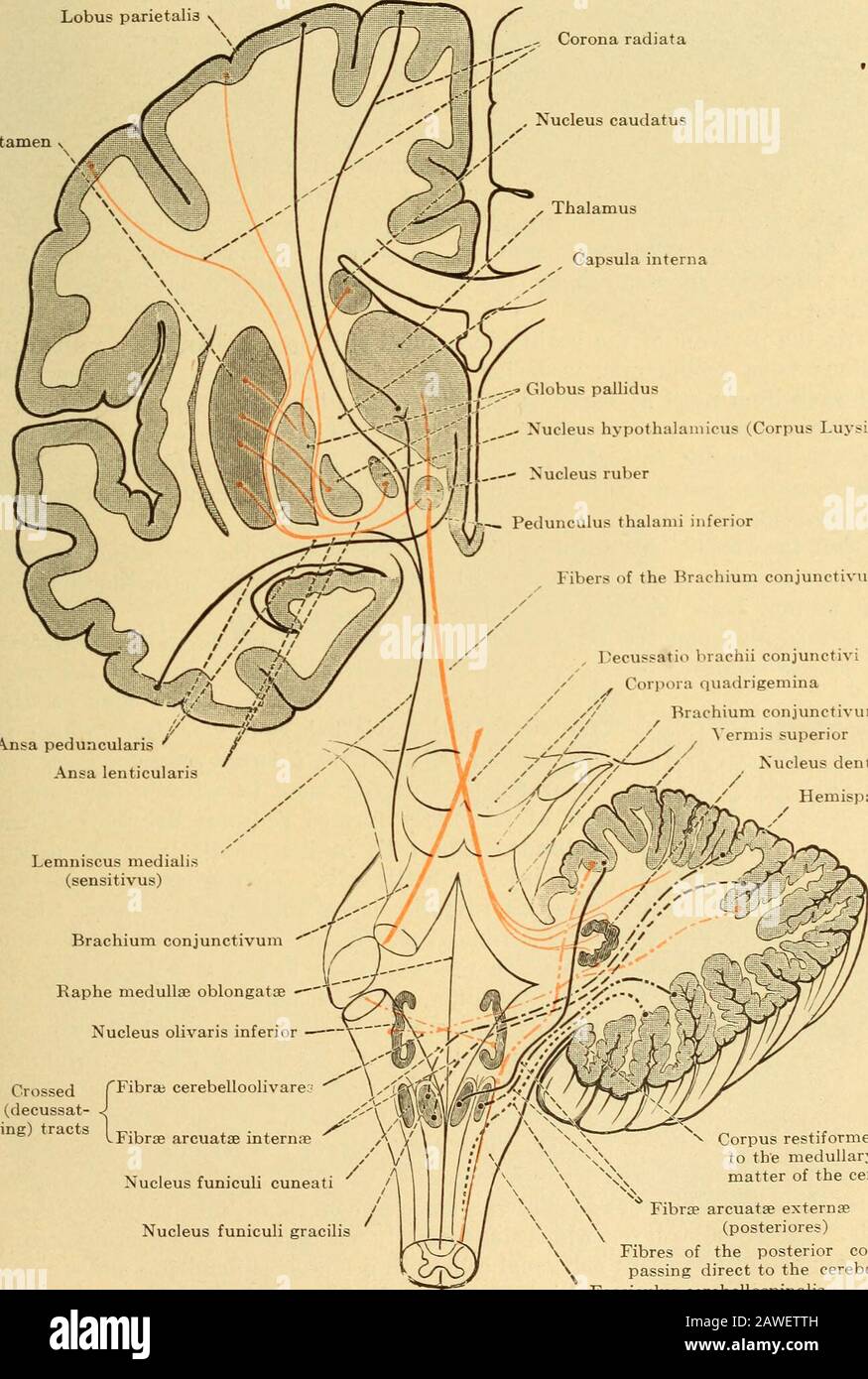 Maladies du système nerveux .. . Méd. SPI^Fig. 109.—Schéma Montrant les bras des Tracts Cereblar. (Après Edinger.) accrochent les faisceaux fermés du tractus pyramidal (Fig. 96). De nombreuses cellules nerveuses dont une partie des fibres semble se terminer sont ici déposées, alors que, d'un autre côté, les fibres de ces cellules montent au cervelet, probablement dans le tractus thématieux. Certaines de ces fibres s'étendent cependant au rache des pons. LES SYSTÈMES neurone ET LES MALADIES NEURONE 109 qu'ils traversent partiellement, puis passent dorsalement à la région du teg-mentum où ils peuvent être tracés vers le cerebrum. E Banque D'Images