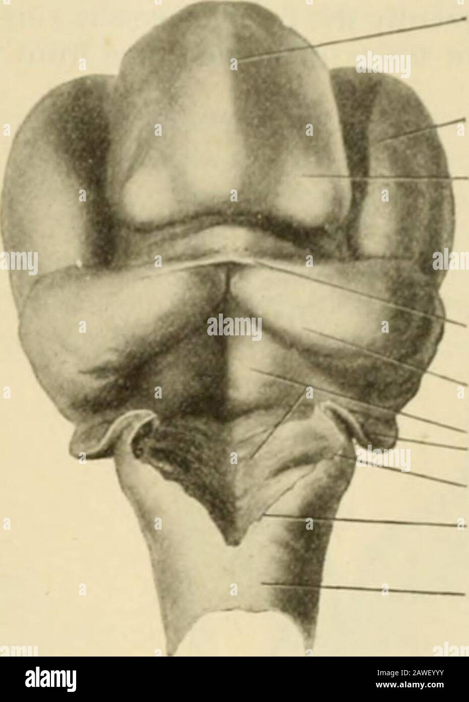 L'anatomie humaine, y compris la structure et le développement et les considérations pratiques . de manière générale, le système des cavités ventriculaires et le canal central de la moelle épinière ont été mis en communication avec l'espace lymphatique sous-arachnoïde. Un chemin est thusfourni par lequel le liquide cerebro-spinal, sécrété dans les ventricules latéraux, tiers et fourthventricules par les différents plexes choroïdes, s'échappe constamment et donc l'accumulation et la distension de prévention dans les cavités du cerveau et de la moelle épinière. LE DFAELOP.MENT DES DÉRIVÉS DU CERVEAU HIND. Dans l'esquisse générale du développement Banque D'Images