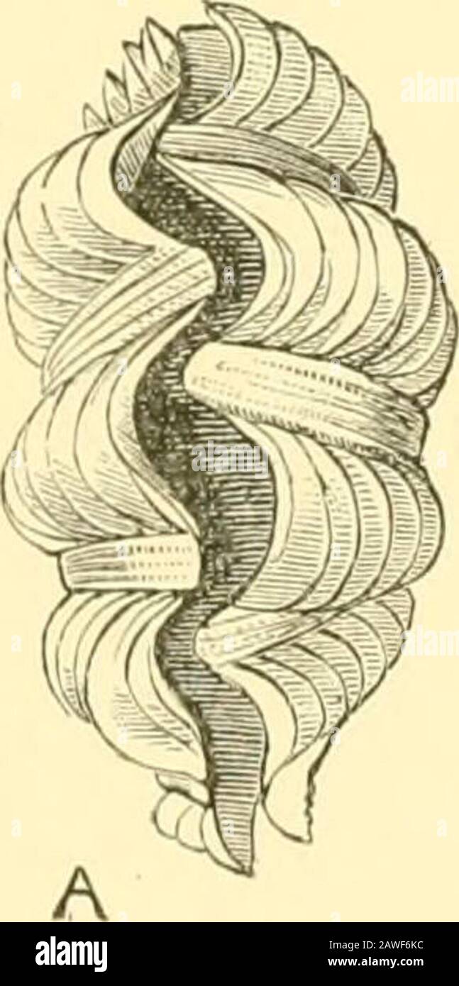 L'histoire naturelle de Cambridge . Fig. 189.—la charnière d'Arcadae: A, Xucula Loringi Ang. X f; B, aire (jranosa L.; u.A, aire UM-boual.. Banque D'Images