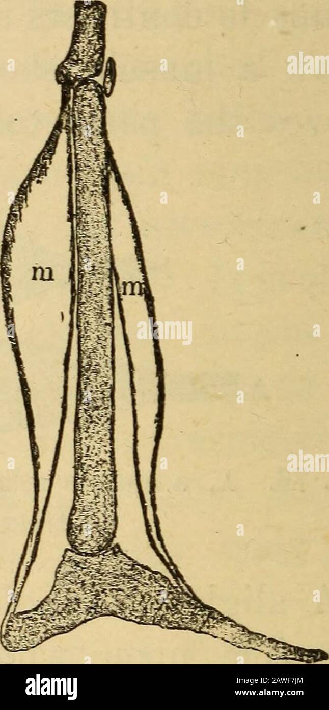 L'essentiel de la santé un livre de texte sur l'anatomie, la physiologie, l'hygiène, l'alcool et les stupéfiants . « diagrammes illustrant l'action des muscles.Fig. 77. Muscles du bras : s, l'épaule ; E, le coude ; h, la main ; m, les muscles. Fig. 78. Muscles de la jambe. Obligé de se détendre. Après un bref repos, cependant, il est contre-prêt pour le travail. Tous les muscles doivent avoir le repos ou le theyva bientôt s'user. Nous avons appris à la page 110 que eventhe le plus actif des muscles, le coeur, a un bref période repos entre ses battements. Nous constatons qu'il est très pneu-certains de se tenir dans une position pendant longtemps, parce que, de suite t Banque D'Images