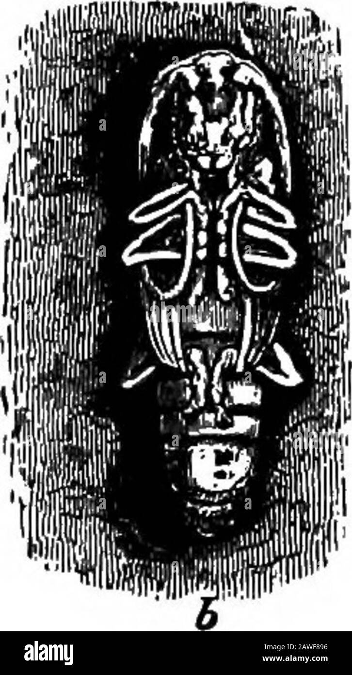 Agriculture productive . Fig. 137.—^pommier à tête ronde: A, larve; b, pupa; c, adulte. (De SmithsEconomic Entomologie.) devrait être renouvelé avant la saison de ponte des œufs de juin à juillet. Au-dessus de ces écrans, les arbres doivent être blanchis à la chaux ou pulvérisés avec du soufre-chaux. L'échelle de San Jose.—Ces insectes ont été probablyintroduits dans ce coimtry de Chine et ont été trouvés d'abord en Amérique près de la ville de San Jose (Ho-sa), Cahfornia. Cet insecte est probablement le pire ennemi des arbres fruitiers. Il a sucer les parties de la bouche^ et non seulement sucer les feuilles et les fruits de l'aubier, mais aussi des branches plus tenderbranes. Le Banque D'Images