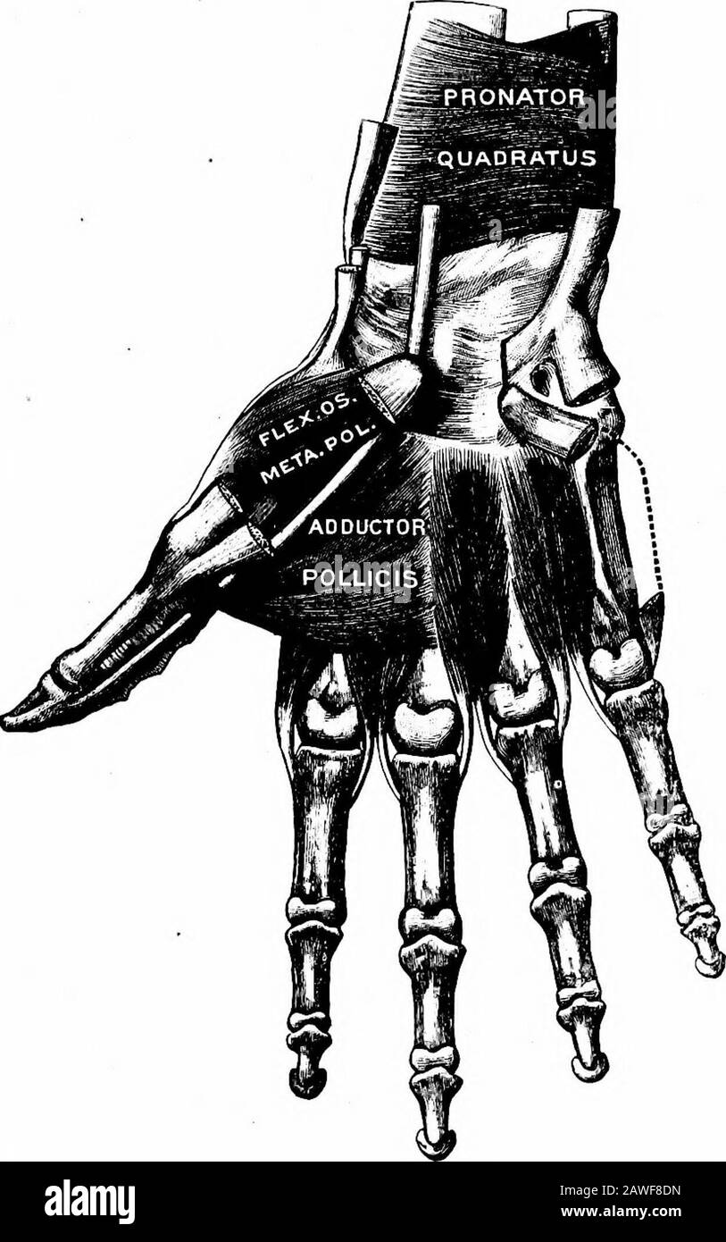 Anatomie appliquée et kinésiologie, le mécanisme du mouvement musculaire . Fig. 70.—muscles Superficiels de l'avant-bras. (Gerrish.) SUPINATOR. Anciennement appelé la brevis du supinateur pour la distinguer de la soi-disant longue du supinateur qui a été renommée, faisant de SUPINATOR 125. Fig. 71.—muscles Profonds près du poignet. (Gerrish.) Banque D'Images