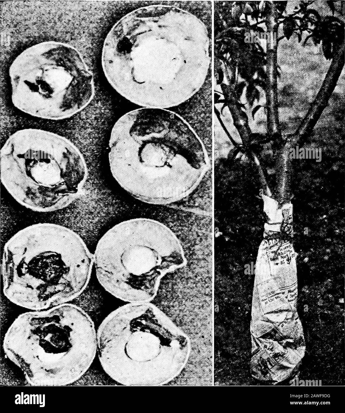 Agriculture productive . ult empoisonner la larve parce qu'elle est à l'intérieur du thefruit. L'insecte adulte peut être empoisonné par pulvérisation pendant que l'eau se nourrit de bourgeons et de jeunes feuilles dans l'orchardavant de pondre les œufs. Une autre fois pour empoisonner l'adulte quand le fruit est mangé pour faire un endroit pour les oeufs.les porcs, les moutons, et la volaille dans le verger, pendant la chute des fruits thématisés, détruira beaucoup de curculiolarvae. Cela réduira probablement la blessure la saison prochaine.Certains producteurs de fruits établent des feuilles ou d'autres récipients sous les arbres et les pots pour secouer les coléoptères avant le theyla Banque D'Images