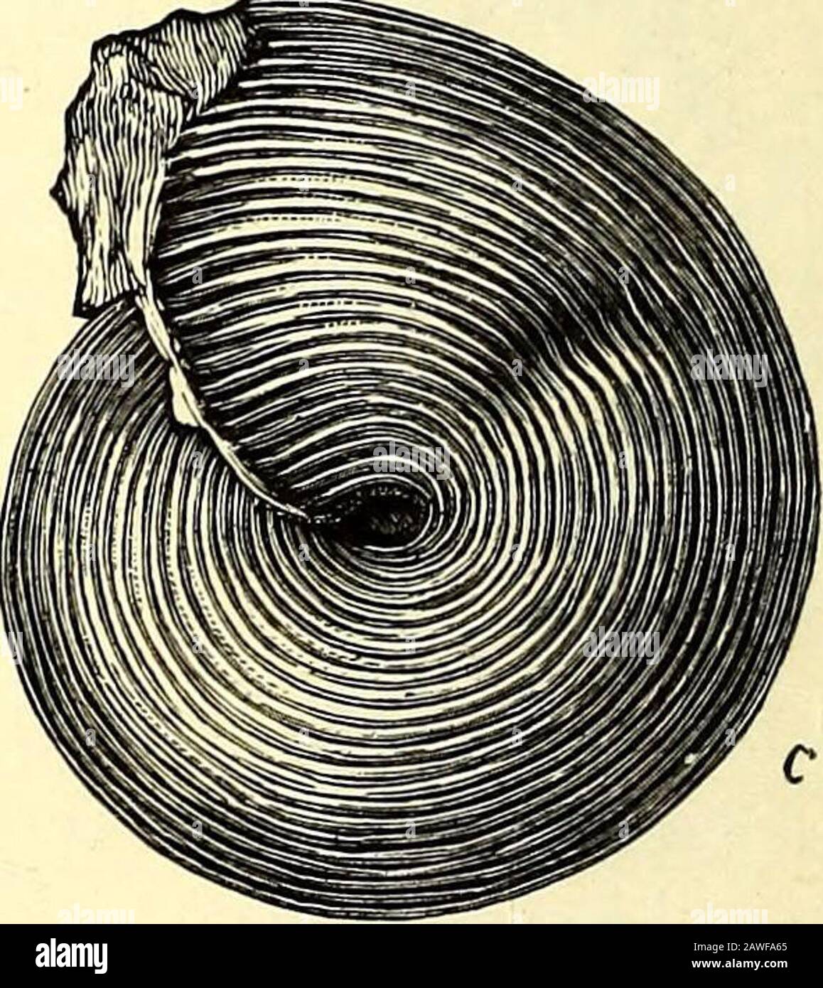 Guide des animaux d'invertébrés fossiles du Département de géologie et de paléontologie du musée britannique (histoire naturelle) . Fig. 93.—Goniatites. A, Pronorites cyclolobiis et 6, Glyphioceras sphae-ricum, Carbonifère Limestone, Angleterre, c, Agathiceras Suessi, avec coquille conservée, Permo-Carbonifères, (De Foord et Crick.) taille naturelle. Et sa forme globulaire est apparente. Dans d'autres, la coquille s'est enroulée plus étroitement (Fig. 93 h), jusqu'à ce que les protoconques se dédrèlent par des tourbillons subséquents (Fig. 93 c). Comme mollusques de coquille—CÉPHALOPODA. 165 s'est enroulée, ses septa ont été jetés int Banque D'Images