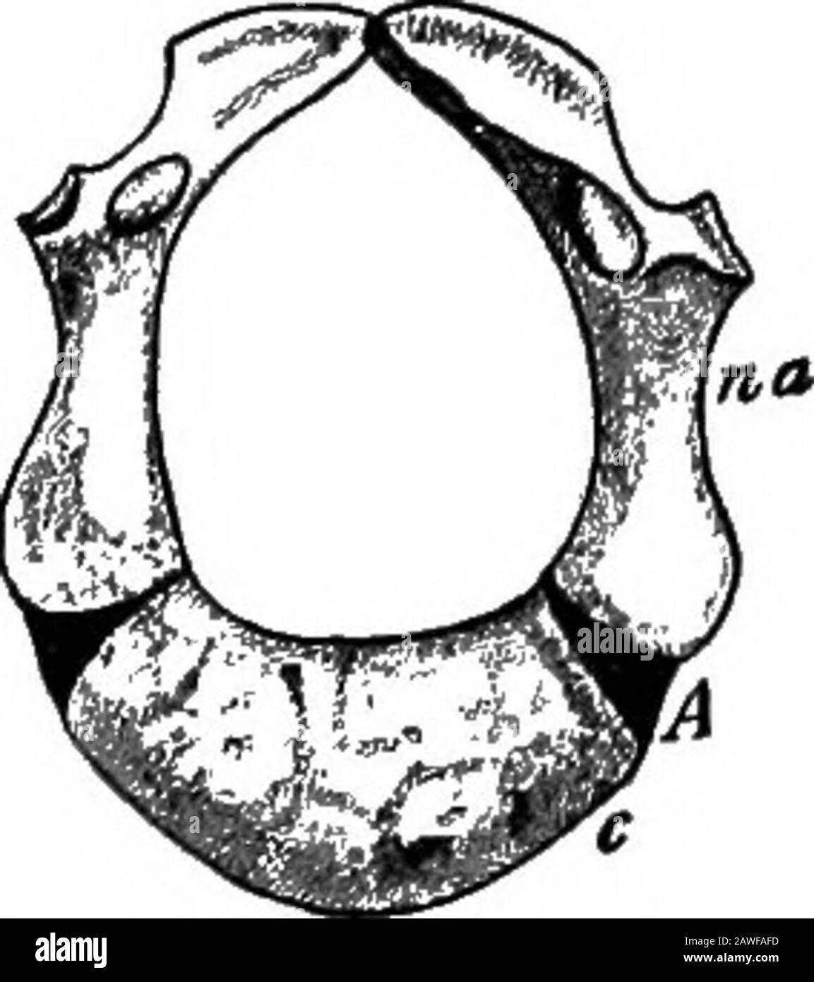 Le développement du corps humain; un manuel d'embryologie humaine . r-cles. Enfin, dans la région sacrale, les côtes sont des plaques plates de toshute réduites, qui s'unissent pour former les masses lateralmades du sacrum. Ils sont habituellement développés seulement en relation avec les trois premières vertèbres sacrées, les deux derniers sacrals et les coccygeals n'ayant pas de côtes.16 186 LE DÉVELOPPEMENT DU CORPS HUMAIN. La limitation des côtes aux trois avant sacral vert-brae est expliquée par le fait que la ceinture pelvienne est principalement l'inrelation seulement aux deux dernières, dont les côtes sont par conséquent pressées sup. La nervure-BE Banque D'Images