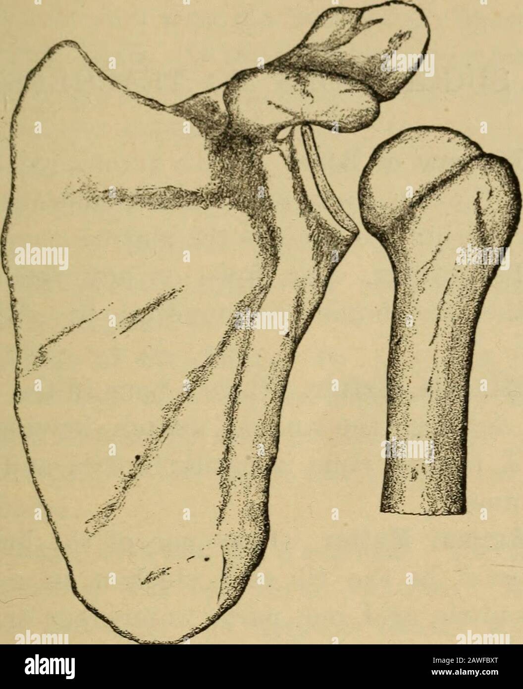 L'essentiel de la santé un livre de texte sur l'anatomie, la physiologie,  l'hygiène, l'alcool et les stupéfiants . Fig. 68. La surface supérieure du  theskull, montrant les sutures, ou les articulations immova-ble.