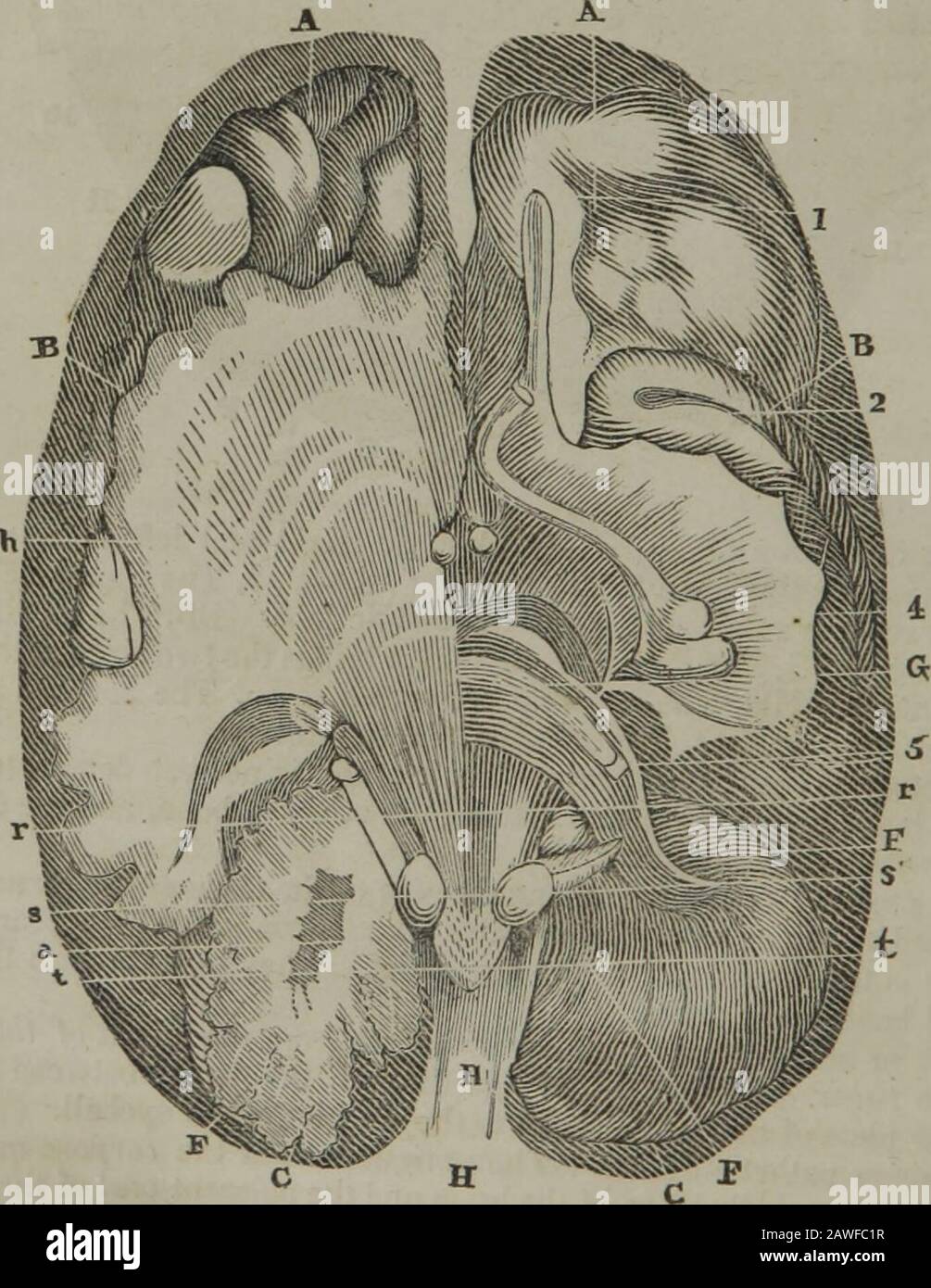La pratique américaine condensée, ou le médecin de famille : étant le système scientifique de la médecine ... . hey passer à travers l'aqueduc de Falloupius, à l'oreille externe, le cou, et le visage, et proviennent de l'angle formé entre les Pons Varolii et le corpurestiforme. 8. Nerf auditif, ou portio molis, première branche de la paire the.seventh. Ils passent par une rumeur de petits trous dans le passage auditif à toutes les parties internes de l'oreille.Ils proviennent de stries médullaires à la surface du quatrième ventricule. 9. Nerf glossopharyngé, branche principale de la huitième paire. Ils vont à la hâte Banque D'Images La pratique américaine condensée, ou le médecin de famille : étant le système scientifique de la médecine ... . hey passer à travers l'aqueduc de Falloupius, à l'oreille externe, le cou, et le visage, et proviennent de l'angle formé entre les Pons Varolii et le corpurestiforme. 8. Nerf auditif, ou portio molis, première branche de la paire the.seventh. Ils passent par une rumeur de petits trous dans le passage auditif à toutes les parties internes de l'oreille.Ils proviennent de stries médullaires à la surface du quatrième ventricule. 9. Nerf glossopharyngé, branche principale de la huitième paire. Ils vont à la hâte Banque D'Images