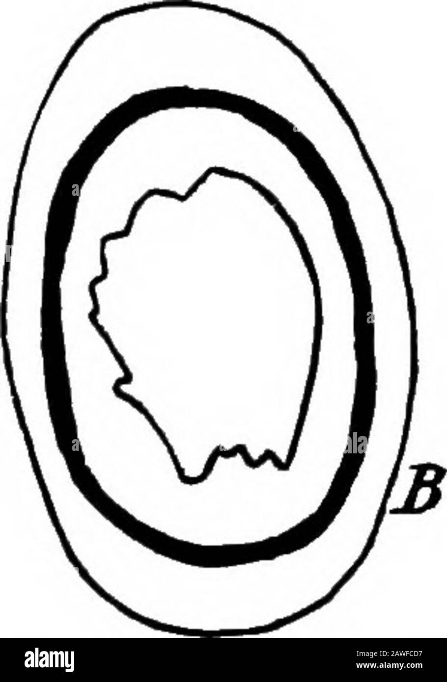 Le développement du corps humain; un manuel d'embryologie humaine . Fig. 91.—A, Section transversale op le Fémur op A Pig Tué après quatre Semaines De Fed avec Madder ; B, le Sameof A Pig A Tué Deux Mois après la cessation de l'alimentation du Mad-der. La ligne noire lourde représente la partie de l'os tachée par la vessie.—{After Flourens.) cavités dans lesquelles ils se forment les lacunae et qui se processent à partir d'eux le canaliculi, si caractéristique du tissu osseux. Dans la croissance de l'os périostéal non seulement les doosteoblastes deviennent enfermés, mais les vaisseaux sanguins aussi, les canaux haversiens Banque D'Images Le développement du corps humain; un manuel d'embryologie humaine . Fig. 91.—A, Section transversale op le Fémur op A Pig Tué après quatre Semaines De Fed avec Madder ; B, le Sameof A Pig A Tué Deux Mois après la cessation de l'alimentation du Mad-der. La ligne noire lourde représente la partie de l'os tachée par la vessie.—{After Flourens.) cavités dans lesquelles ils se forment les lacunae et qui se processent à partir d'eux le canaliculi, si caractéristique du tissu osseux. Dans la croissance de l'os périostéal non seulement les doosteoblastes deviennent enfermés, mais les vaisseaux sanguins aussi, les canaux haversiens Banque D'Images