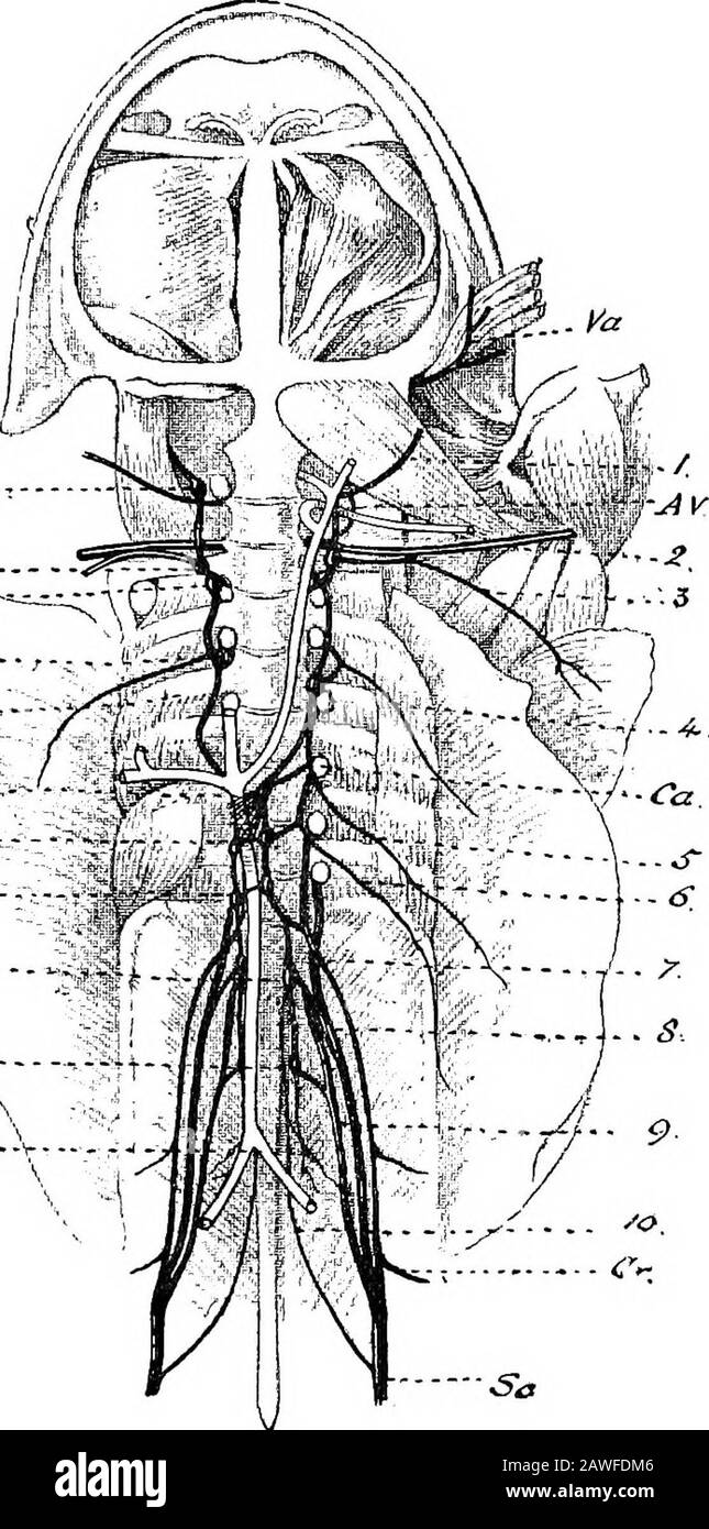 Une introduction à l'étude de l'anatomie comparée des animaux . ans de senseassociés spéciaux à elle. Le système nerveux se compose de l'axe cérébro-rachidien et de ses branches nerveuses, et de la chaîne sympathique du ganglion.l'axe cérébro-rachidien se trouve, comme nous l'avons déjà vu, dans le thécranium, et dans le canal formé par les arches neuronales de la colonne de thevertebral. La partie qui se trouve dans le crâne est le cerveau; et la partie qui se trouve dans le canal neural de la colonne de la colonne de la colonne des invertébrés est la moelle épinière. La moelle épinière est une moelle de tissu nerveux qui s'étend du foramen magnum à l'urostyle. C'est moi Banque D'Images