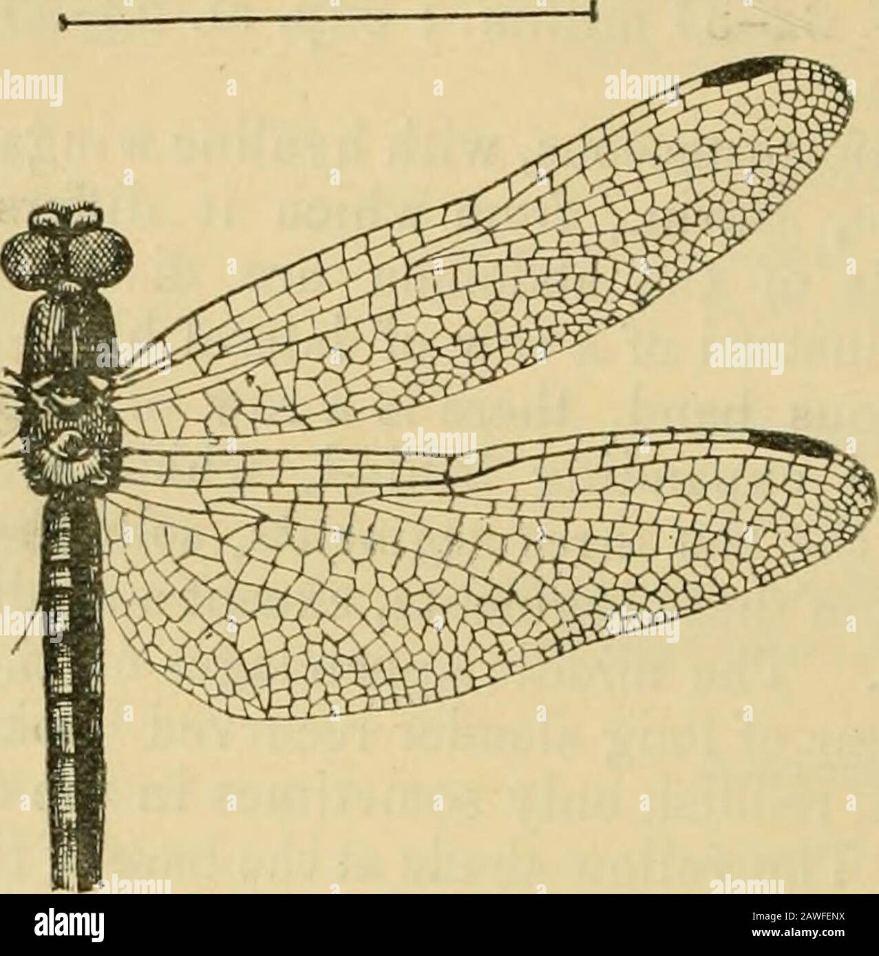 Les Annals et le magazine d'histoire naturelle; zoologie, botanique et géologie . d sur le métapectus.À la base de l'abdomen il y a également trois stripesbrunes au-dessus du niveau des marquages latéraux déjà décrits. Dans les échantillons plus matures, ces marquages sont plus ou moins obscurcis. Jambes noires. Pterostigma brun, plus ou moins centré avec le jaune. 4 spécimens, 26 août, 13 septembre, 21 (1899). Trithemis serva, sp. N. (Coupe de bois, fig. 1.) long. Corp. 34 millim.; exp. al 57 millim. ; long. pter.2| millim. Mâle.—noir Mat, plus ou moins varié avec des spécimens immatures testicaés, en particulier sur le visage Banque D'Images