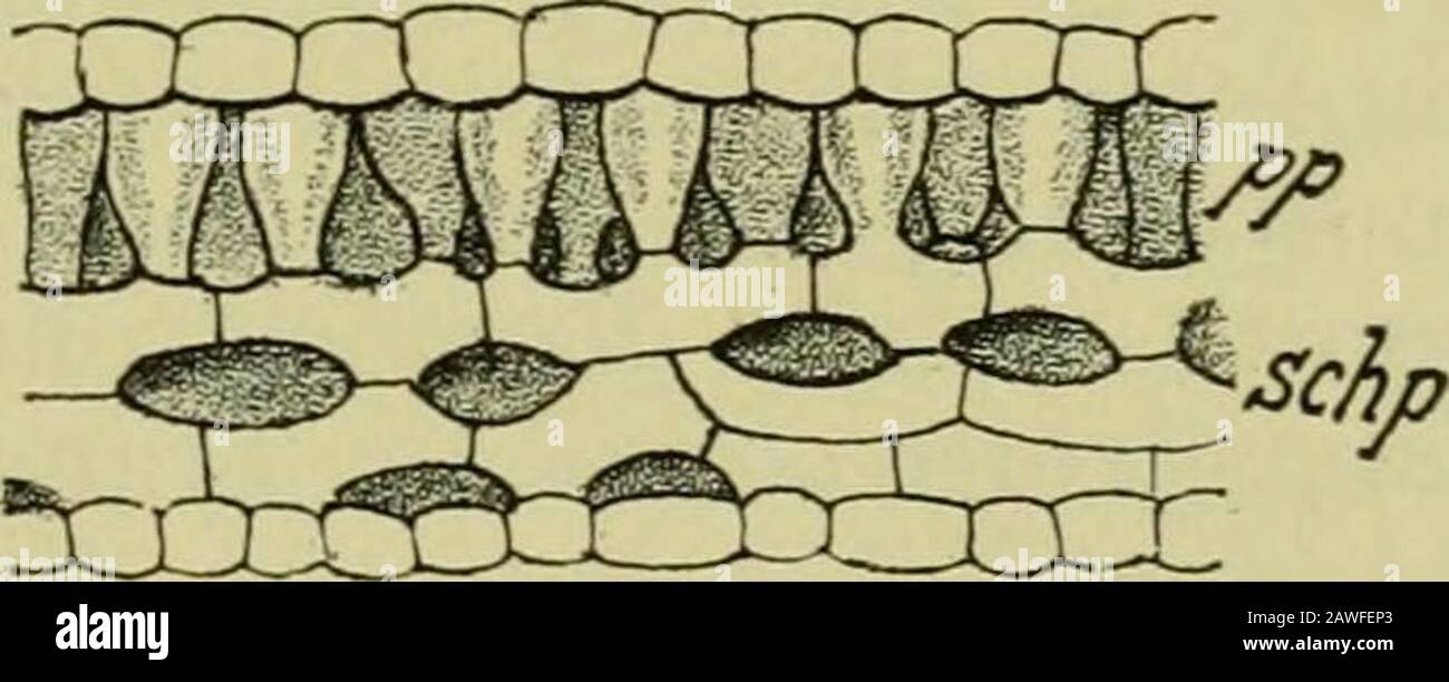 Handbuch der Pflanzenkrankheiten . Fig. 152. Querschnitt durch ein in derSonne erwachsenes Buchenblatt. (Nach SlaHL.) Fig. 15;:!. Querschnitt durch ein Buchenblatt aus halbschattiger Lage. (Nach Stahl.). Fig. 154. Querschnitt durch in Buchenblatt von sehr schattigem Standort. (Nach Stahl.)Iij! Palisadenparenchym, ach Schwamniparenchym. Die Palisadenzellen (pp) werden in weniger charakteristischer Weiseausgebildet, das Schwammparenchym (schp) wesentlich reduziertund die Gefäisbündelstrge werden schwächer. Der geringeren Blatt-entwicklung entspricht eine schwächliici Knoppe, Die Ausbil Banque D'Images