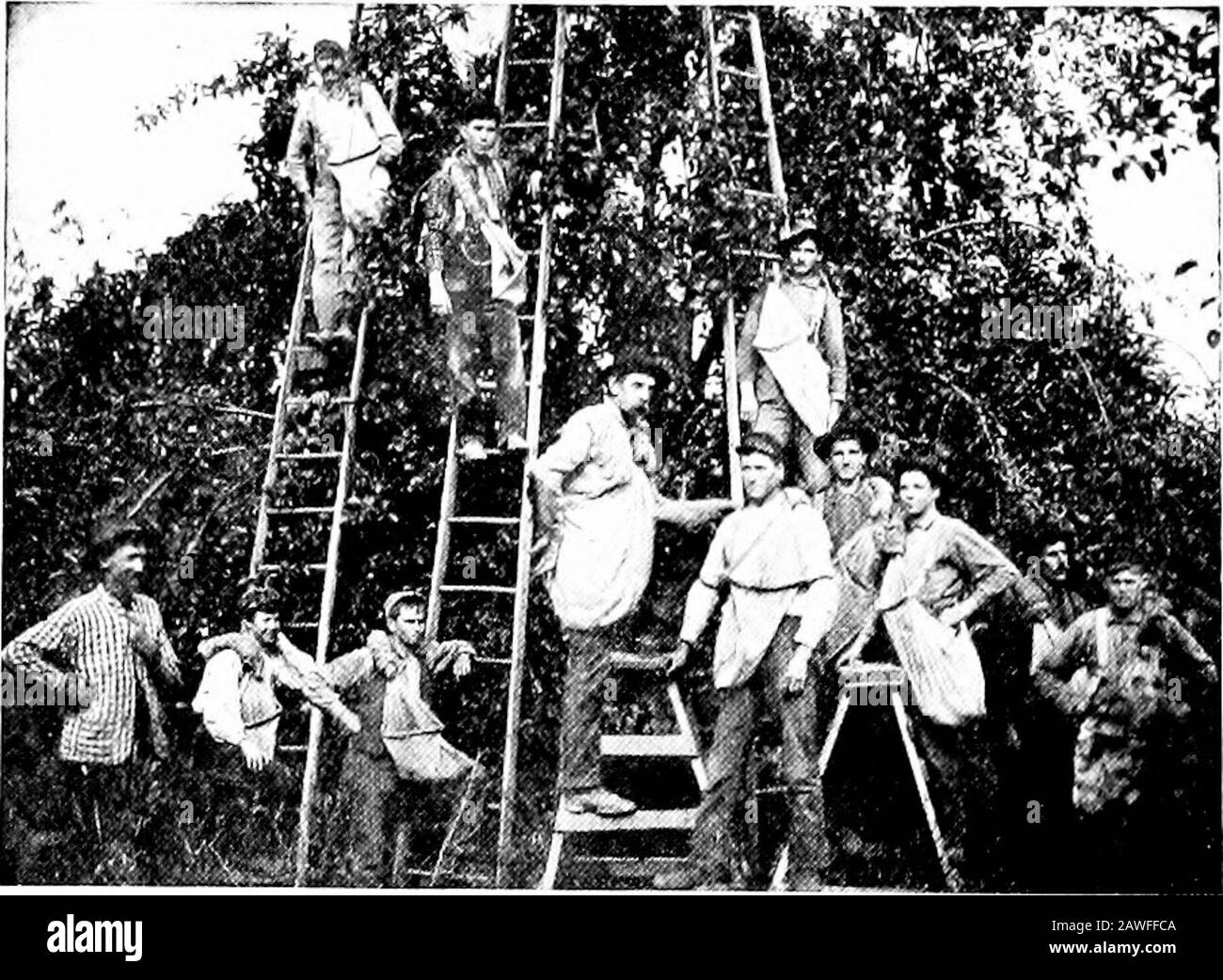 Agriculture productive . Fig. 118.—la vigne montrant des grappes de fleurs sur les nouvelles pousses. Les framboises et les mûres portent toutes deux leurs baies de sable fleuri à la fin de nouvelles pousses. Ces pousses proviennent des ccmes des dernières années. En été, après que la récolte a été choisie, couper toutes les vieilles cannes, et soit le dos de tête ou couper entièrement beaucoup des jeunes cannes. Cet élagage lourd induit la croissance de nouvelles cannes des couronnes. Elles porteront les branches de fruits la saison prochaine. Les groseilles et les groseilles ne doivent pas être taillés de façon à mucher chaque année. Le fruit est porté à la fois sur le bois ancien et nouveau, et seulement sur le ol même Banque D'Images