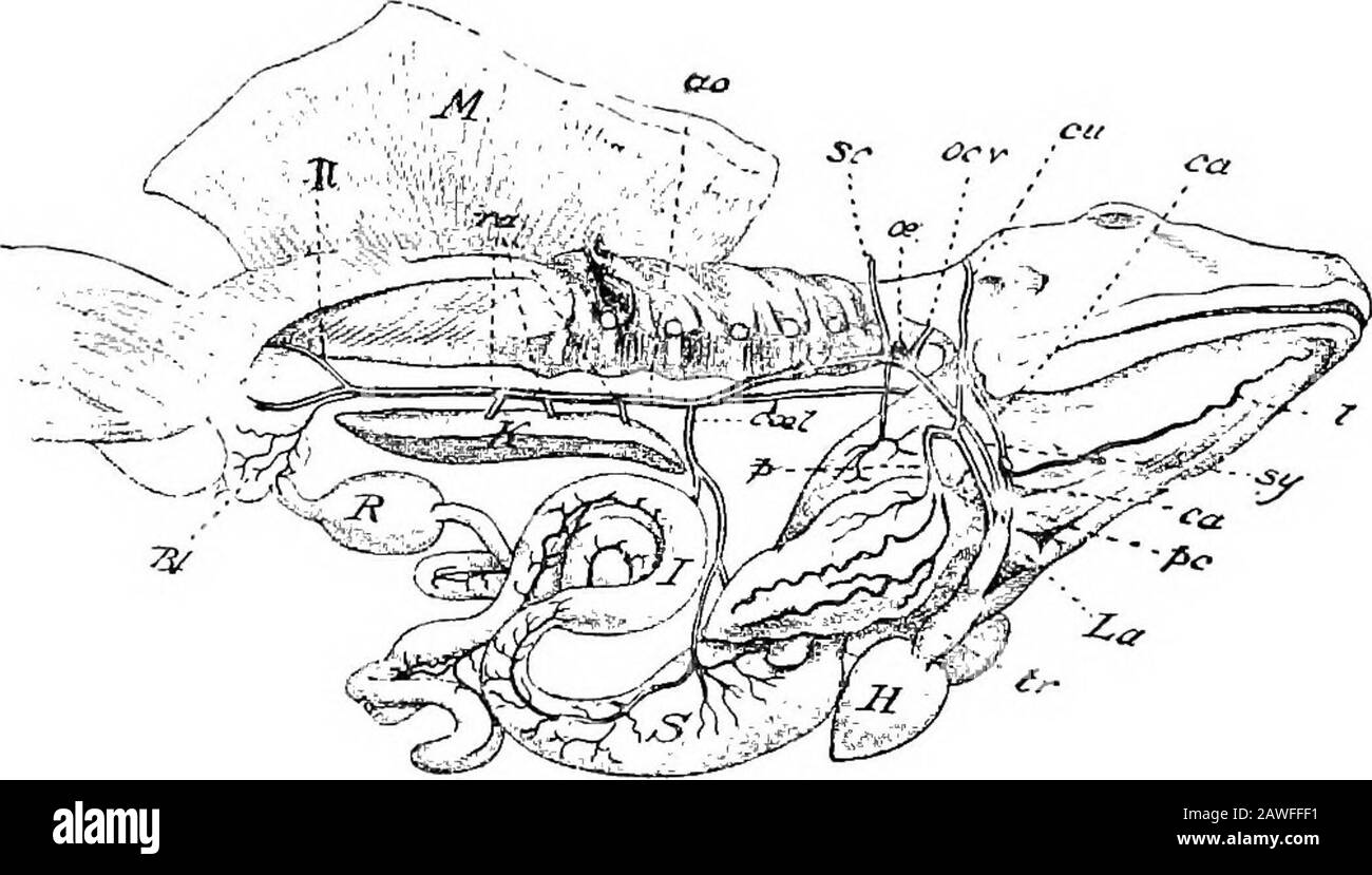 Une introduction à l'étude de l'anatomie comparée des animaux . t en arrière sous la colonne vertébrale et l'urostyle; L'arche gauche s'ouvre dans la petite ouverture de l'aorte dorsale bya et se poursuit lorsque le D coaliaco-mésentérique est numérisé par l'artère ANATOMIQUE COMPARATIVE de Microsoft® 5°, passant à l'estomac et aux intestins. Les systémicarches donnent de chaque côté avant qu'ils s'unissent pour former l'aorte dorsale (i) une artère laryngée, un petit vaisseau arisingde la partie proximale de l'arche, et passant vers l'avant pour alimenter le larynx; (2) une artère œsophagienne, provenant du côté théoral de la partie supérieure Banque D'Images