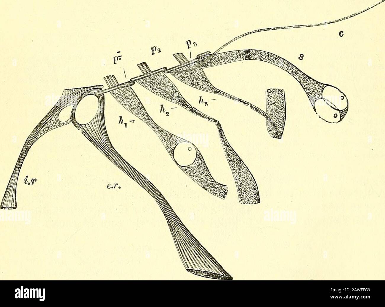 Les éléments de l'anatomie de Quain . ermedthe réticulaire lamina (399, /. R.), qui couvre cette partie de l'organe ofCorti comme un fil net. De chaque côté des deux ensembles de cellules-cheveux theepilium, devenant progressivement plus court, passe continuellement dans la couche de thésimple des cellules cubiques qui se trouve dans la rainure en spirale et sur la partie latérale de la membrane basilaire. L'ensemble de l'organe est recouvert d'une membrane épaisse et fibrillait, le msmlrane tectorial (fig. 400, 3 f.T.), qui est attaché à un edgeà la surface supérieure du limbe, tombe au-dessus de la crête, et repose sur les théropodes de Corti et les cheveux- Banque D'Images