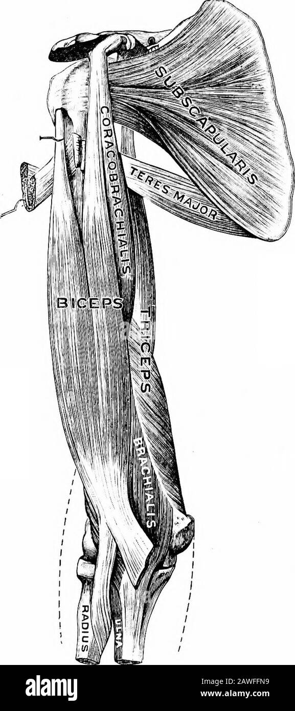 Anatomie appliquée et kinésiologie, le mécanisme du mouvement musculaire . la moitié supérieure montre l'action en soulevant avec les bras vers l'avant, comme lorsqu'un plateau lourd de la charriesa serveur; remarquez également comment il ne fonctionne pas et le deltoid a itall à faire si les bras sont trop séparés; voyez si vous pouvez localiser la largeur des bras à laquelle le pectoralis cesse d'aider le deltoidin à lever les bras. C'est la raison pour laquelle le putter-tir trouve un advan-tage pour étendre le bras dans une direction considérablement vers l'intérieur ratherque droit vers l'avant. Il veut que le deltoid ait l'assistancedu pectoralis, et dans la position de l'ar Banque D'Images