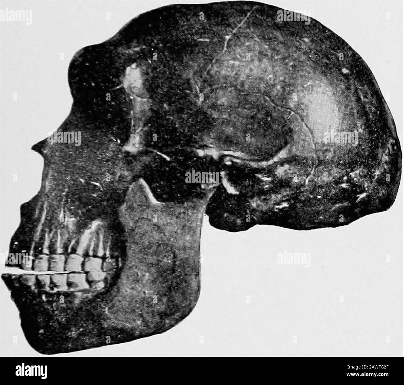 Une introduction à l'étude de l'évolution sociale; la période préhistorique . Prom Birkner, Der Dlluviale Mcnsch La Eurcipa. FicuEE 17. Viuw supérieur et Latéral du Cranium de Neanderthal. L'ORIGINE ET L'ANTIQUITÉ DE L'HOMME 61 type de mâchoire.22 Ces découvertes nous conduisent à croire que la race primitive de thata était largement distribuée en Europe, l'homme de caverne au point de temps et inférieure à lui inintelligence et capacité. En 1891 à 1892, l'île de Java, elle-même reste. De Birkner, Der Diluvjale Mensch Dans Earopa. FGTJEE 18. Une reconstruction du type de crâne Néandertal. D'un m continental étendu Banque D'Images