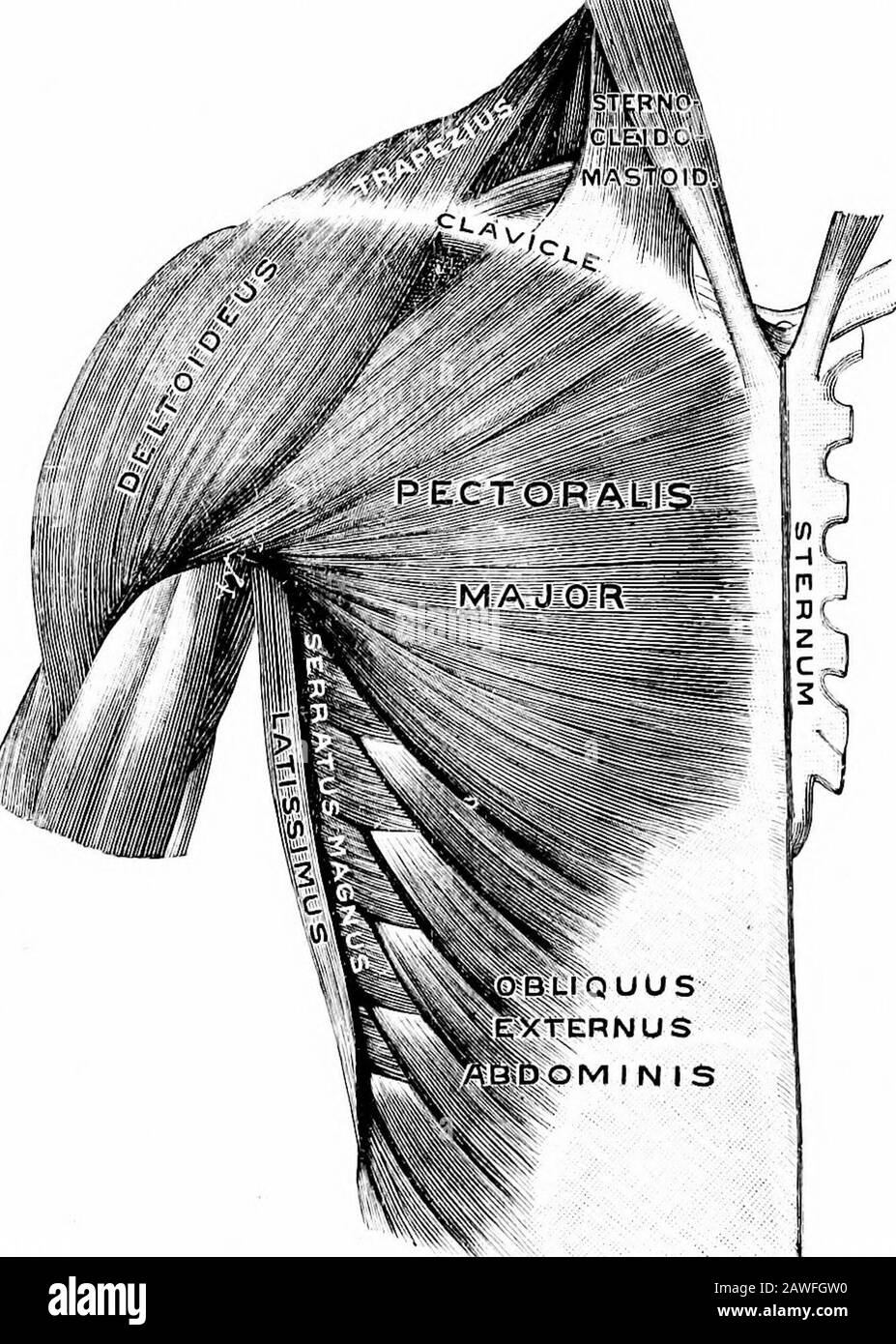 Anatomie appliquée et kinésiologie, le mécanisme du mouvement musculaire . f l'acromion. BeingCovered par un muscle qui contracte habituellement en même temps il n'est pas facile d'étudier le suprasinatus sur le corps vivant normal. PECTORALIS MAJEUR. Un grand muscle en forme de ventilateur se trouvant immédiatement sous le skinover devant la poitrine. Origine.—les deux tiers intérieurs de la bordure antérieure de la lavacule, la longueur totale du sternum et les cartilages des six premières côtes, près de leur jonction avec le sternum. Insertion.—Par un tendon plat d'environ 3 pouces de large dans le ridgequi forme la bordure extérieure de t Banque D'Images