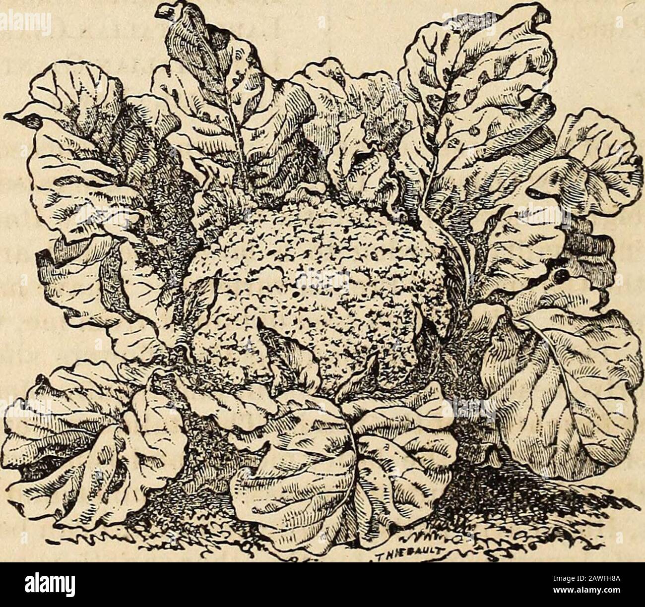 Manuel d'almanach et de jardin de Richard Frotscher pour les états du sud . Grand Chou-Fleur Asiatique. EARG^e Asiatique est similaire à ce qui précède, mais se renforce, andis hardier. Une variété préférée avec ceux qui le connaissent. Début Erfurt. Cette variété est d'une croissance plus naine que les deux premiers. Têtes blanches et de bonne taille. C’est sûr. Lie Normands à tige courte Cauliflower.Ee IVoriiands, est une variété française et largement cultivée ici.Il est plus sec que les autres variétés, et a de grandes têtes blanches andpures. Pas aussi populaire que le Demi-début de Paris dans le thismarket, bu Banque D'Images