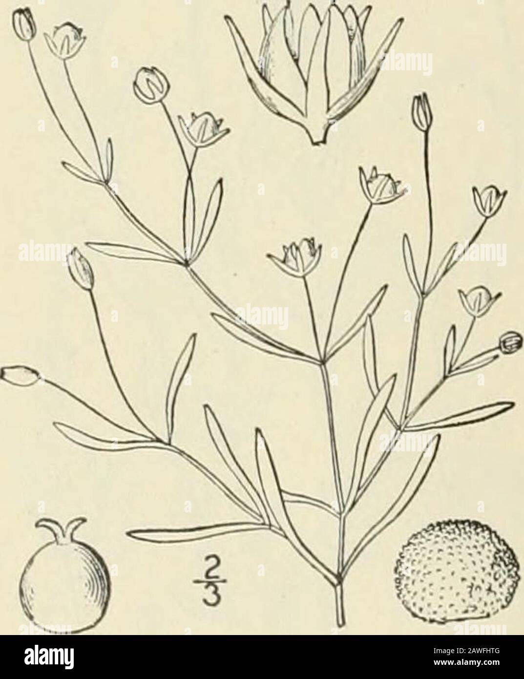 Une flore illustrée du nord des États-Unis, du Canada et des possessions britanniques : de Terre-Neuve au parallèle de la frontière sud de la Virginie et de l'océan Atlantique vers l'ouest jusqu'au 102ème méridien; 2ème éd. . 14. Alsine Fontinalis (Short & Peter) Britton. Point D'Eau Fig. 1762. Journ. Moyenne. Sagina Fontinalis Short & Peter, Transylv 7 : 600. 1834.Steilaria Fontinalis Robinson, Proc. Montant Acad. 29: 286. 1S04.Alsine fontinalis Britton, Mem. Torr. Club 5 : 356. 1894- annuelle, glabre, tiges faibles, très minces, branchées, montantes ou diiTuse, 4-i2 de long. Spatule-Leaveslinear Banque D'Images