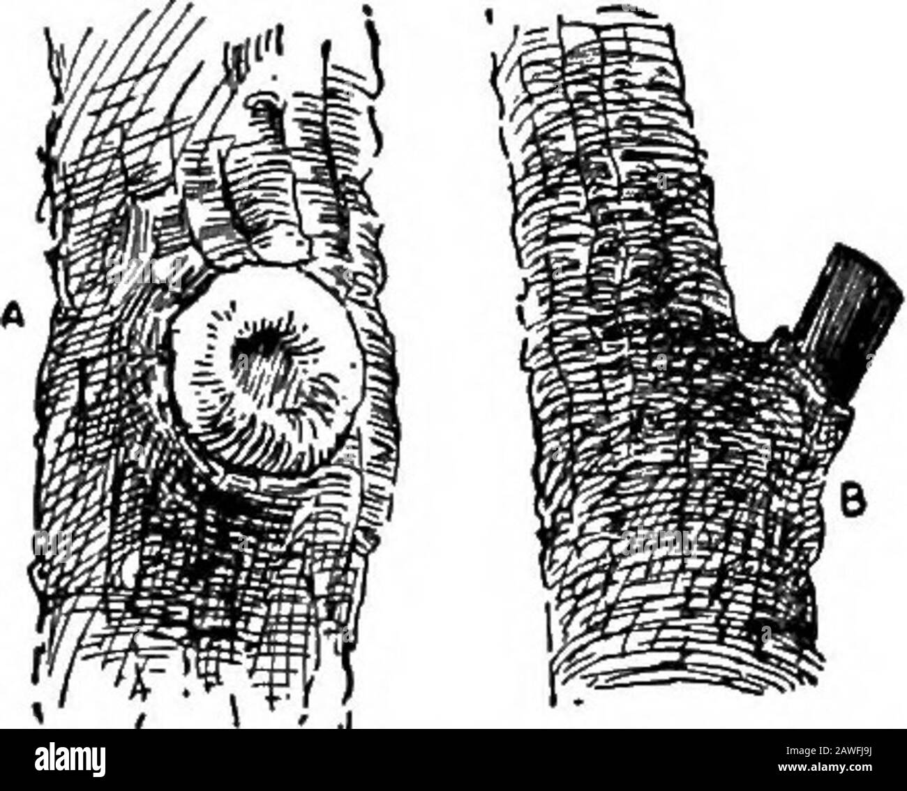 Agriculture productive . Fig. 110.—arbre de pêche de l'année, avant et après la prmiing. Coupez quelques branches latérales où elles frappent à travers le haut de l'arbre. Pruneaux où ils sont trop épais; tels pruningis équivalent à l'amincissement du fruit, le rendant plus grand. Letin à la lumière du soleil. Coupez toutes les pièces mortes ou malades ou cassées.Prune où les branches frottent ensemble. (Fig. 110.) 192 SOINS AGRICOLES PRODUCTIFS en Pruning.—Éviter de couper de très grandes branches ifplusieurs petites coupes permettront d'obtenir le même résultat. Les Largewounds sont susceptibles de conduire à la désintégration interne. Laisser les surfaces de coupe aussi lisses que possible. Si un nous a vu isever Banque D'Images