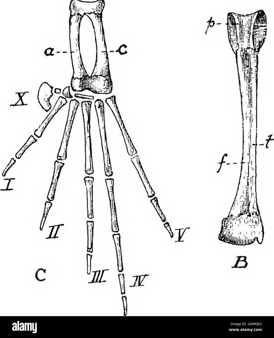 Une introduction à l'étude de l'anatomie comparée des animaux . espond au talon-os (calcaneum) et à la cheville-os (astragalus) dans l'homme.La rangée supplémentaire de tarsaux est très réduite, composée de deux minuscules morceaux de cartilage calcifié. Un, une pièce plate, liesentre l'épiphyse commune de l'astragalus et du cal-caneum et les os métatarsaux du pied, et est généralement considéré comme correspondant au cuboïde de l'anatomie humaine. L'autre pièce est un simple nodule sur le côté intérieur ou astragalarside, et est comparé à l'os navculaire de l'humananatomie. Le pied a six orteils. La première est la minute Banque D'Images