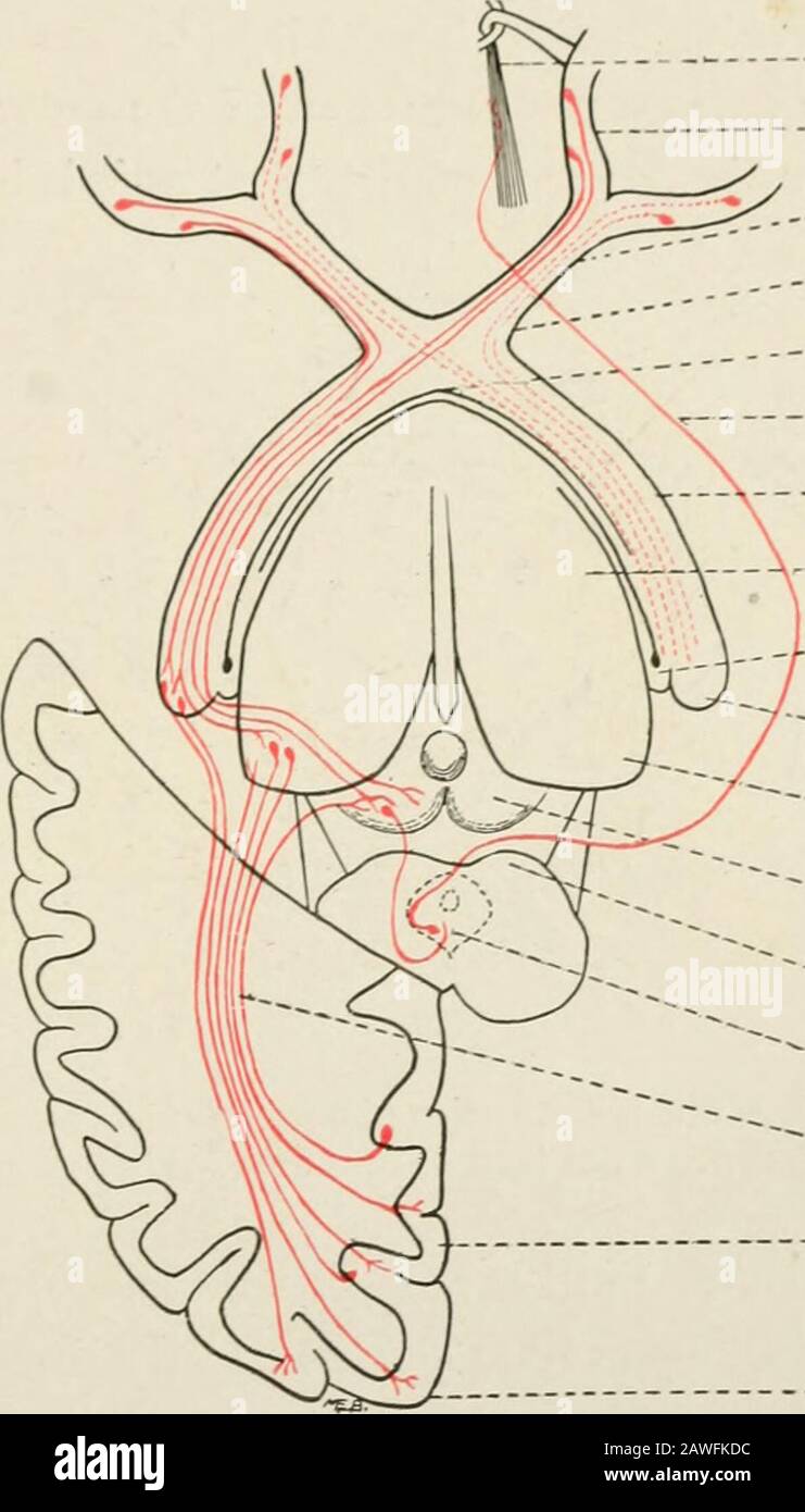 L'anatomie du système nerveux, du point de vue du développement et de la fonction . ethalamus et au colliculus supérieur du corpora quadrigemina. En plus des fibres optiques, chaque tube contient un paquet de fibres, connu sous le nom de com- III!. DIK&LT; I IHAI.ON AM) I III M [I M R I 2 2, mal sûr de Gudden, qui traverse le plan médian dans la partie postérieure de la chiasma théoptique et. Pour la plupart au moins, relie les geniculatecorps médiaux des deux côtés. Ce sont les libers qui forment la racine médiane du théaoptique tra&lt; I. le rayonnement optique.—Le colliculus supérieur est un Banque D'Images