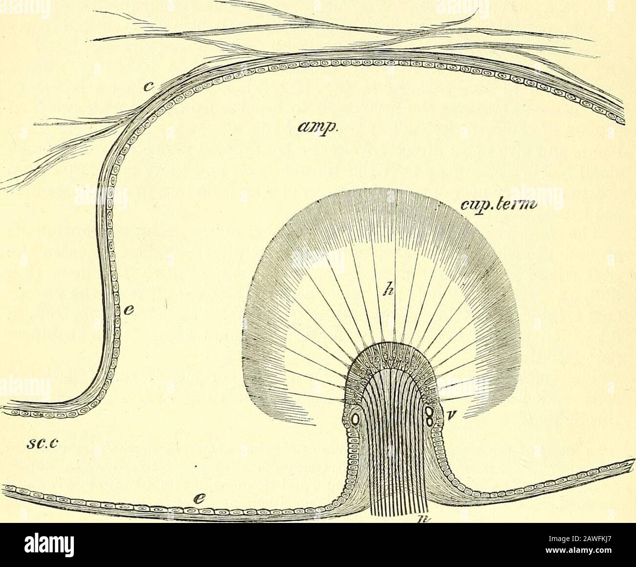 Les éléments de l'anatomie de Quain . position de cet épaississement les fibres nerveuses passent au bord de la crête, et au-dessus de lui l'épithélium est d'une colonne allongée (fig. 394), et est surmonté par de longs, coniques, graduellement des taperingfilaments (poils auditifs (/^)), qui projettent de manière rigide dans la cavité.Ces poils sont supportés par les cellules épichélium columnaires, une seule chevelure projetant fiom chaque cellule, mais sous l'influence de réactifs qu'ils ont eu l'habitude de se casser près de la base, Et cela se divise en figilsfines qui apparaissent alors comme un groupe de filaments de type cilium attachés au 454 L'EAE. Libre Banque D'Images