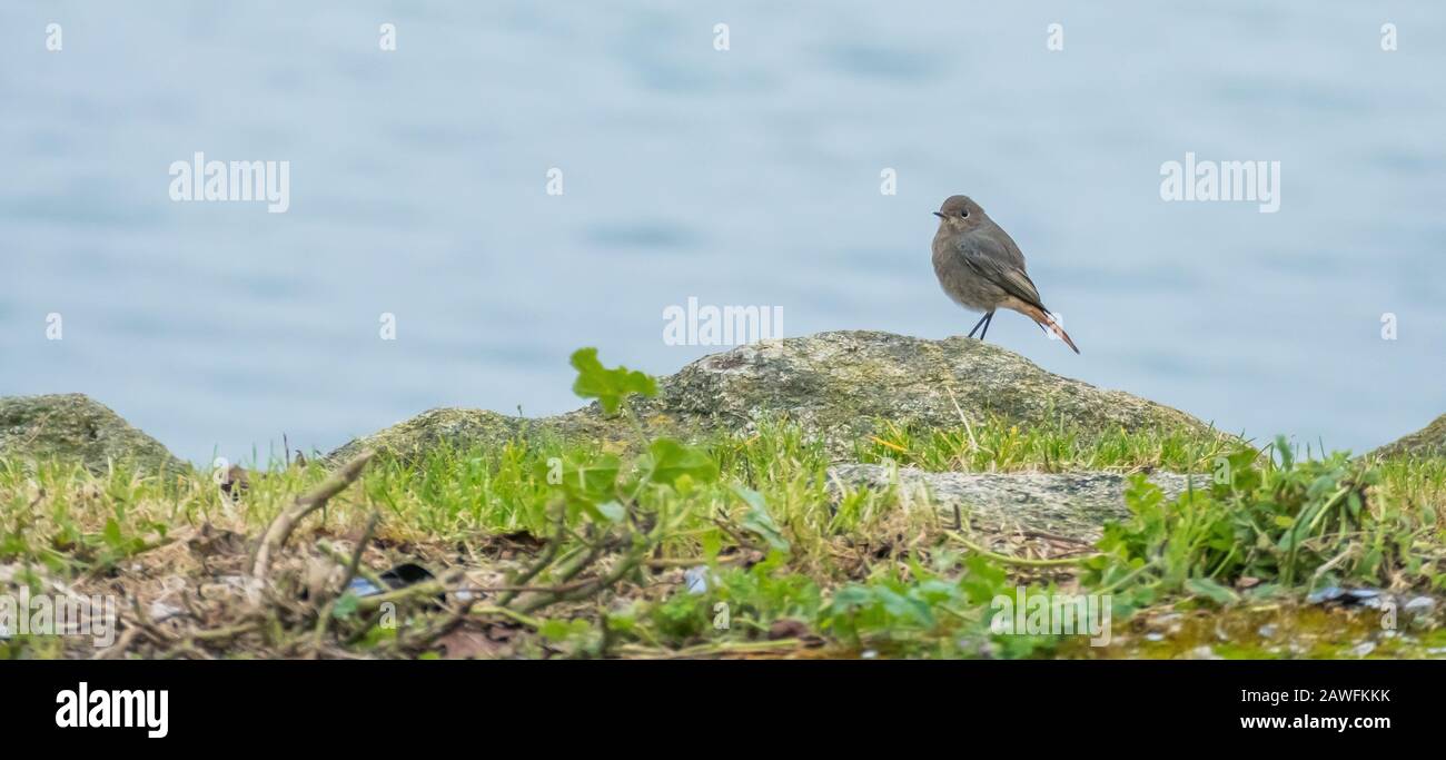 Oiseau phénicurus ochruros femelle perché sur fond de mer de wuth de pierre Banque D'Images