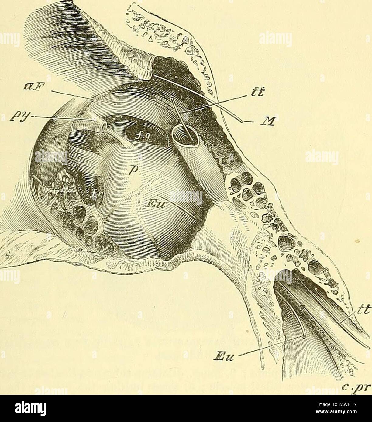 Éléments de l'anatomie de Quain . , Avhich est allongé fiom avant les arrière-salles, avec une légère inclinaison vers le bas devant, est occupé dans l'état therécent par la base des singes, et le ligament annulaire connectedavec cette plaque d'os. Au-dessus de la fenestra ovalis, et entre elle et le toit du tympanum, une crête indique la position du  aqueduc de Falloupius (AF), comme il passe en arrière, contenant le nerf facial. LE TYMPAN. 437 Ci-Dessous est une élévation plus grande et plus arrondie, causée par le projectionvers l'extérieur du premier tour de la colilea, et nommée le promontoire^ou tubercule cocMe Banque D'Images