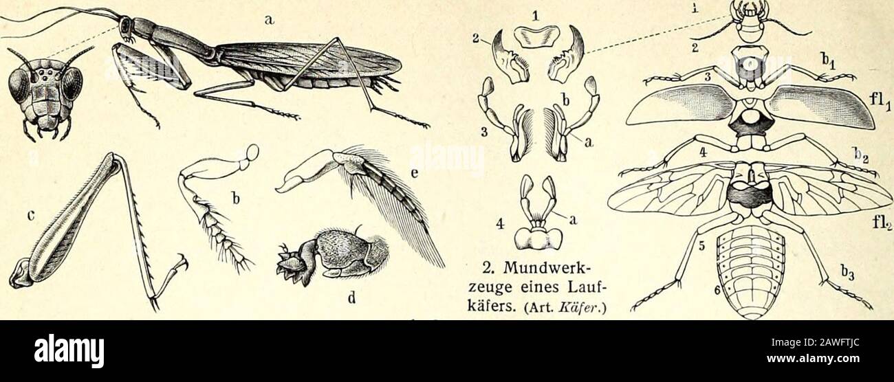 Skelett D Banque D Image Et Photos Alamy