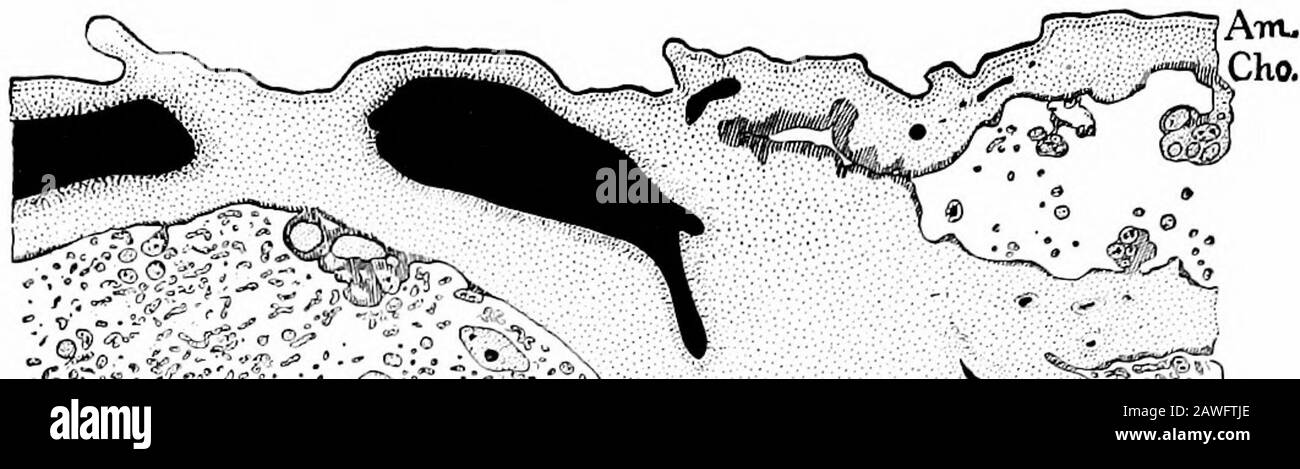 Le développement du corps humain; un manuel d'embryologie humaine . theucosa. Au fur et à mesure que le développement se poursuit, la réflexa finit par com-pletely enferme l'ovule, le point d'Union de l'édgesde l'ouverture par laquelle l'ovum a coulé dans la theucosa étant indiqué pendant un certain temps par une marque de cicatrice. La structure générale de la réflexa est très similaire à celle décrite pour le vera, mais à mesure que l'ovule augmente l'indimension, il devient plus mince et plus mince, et à environ le fifthmonth est entré en contact avec le vera, formant une membrane transparente ablanchâtre avec aucune trace d'eitherglandes ou de vaisseaux sanguins, Banque D'Images