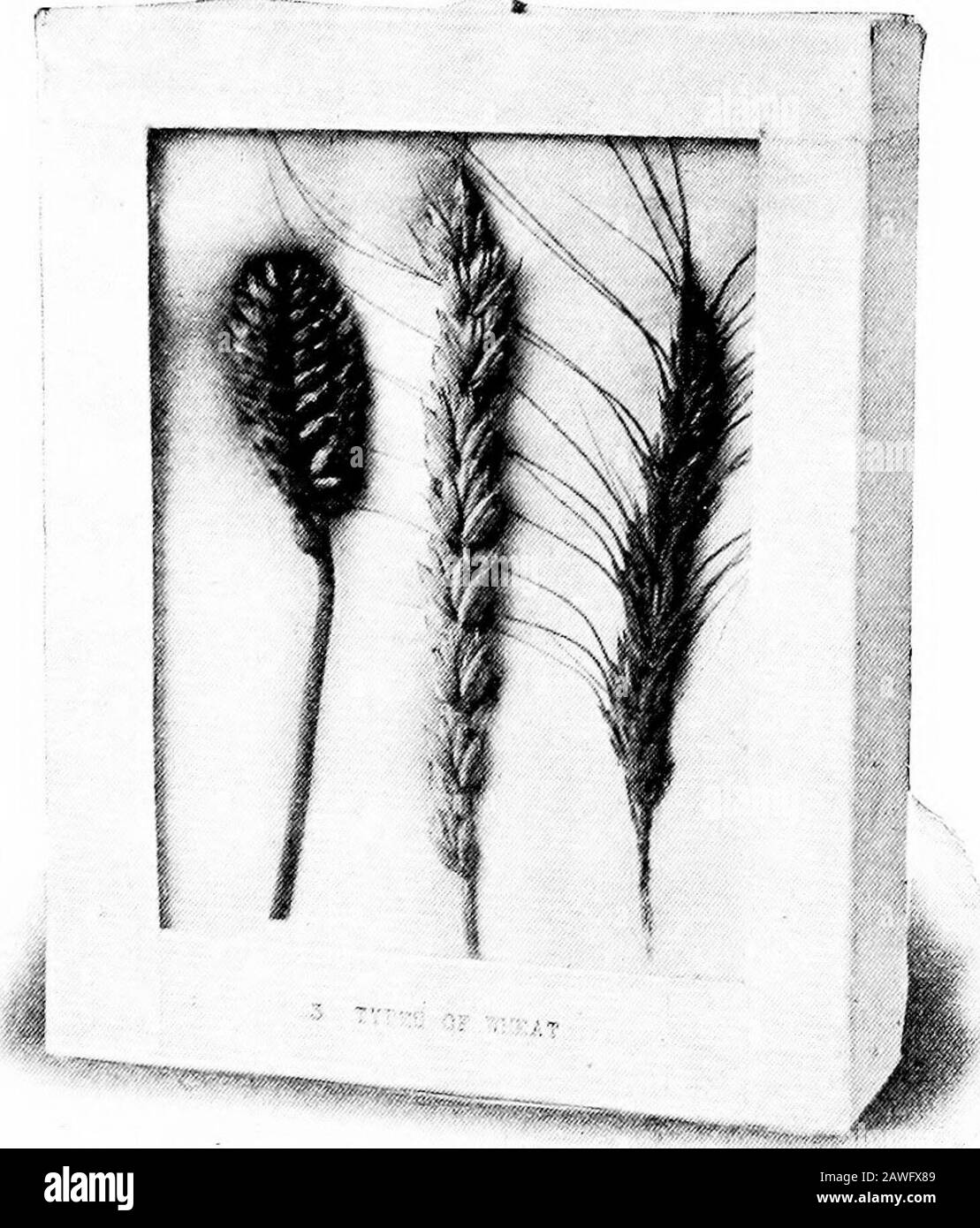 Agriculture productive . ion; 415, Comb. Semences CHAPITRE XIV.PETITS GRAINS. Blé.—^le blé est probablement le grain le plus ancien utilisé par l'homme. Il est plus largement cultivé et utilisé que n'importe quelle autre nourriture humaine sauf peut-être le riz. Lorsque la farine est faite de la mousse les sous-produits sont maintenant largement utilisés pour nourrir les animaux.En Amérique les terres plus récentes dans certaines parties de la Westproduct les plus grandes cultures de blé, mais le grain est grognement dans toutes les sections. Types de blé.—^En règle générale, les régions les plus sèches du Moyen-Orient produisent du blé dur d'hiver ou du blé dur, le mieux pour la farine; les climats humides produisent de la whea douce Banque D'Images