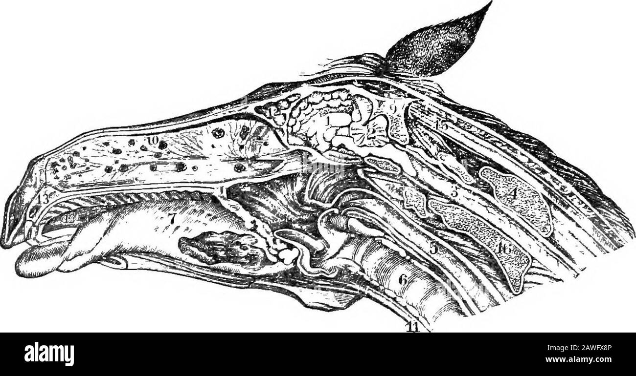 Le livre américain réformé des chevaux, un traité sur les causes, les symptômes, et la guérison de toutes les maladies du cheval, y compris toutes les maladies propres à l'Amérique, aussi la reproduction, l'élevage, et la gestion . (à condition que leurs sys-tems soient sensibles) prendre la maladie par infection; c'est-à-dire, le virus miasmatique: trouve une introduction dans le sang dans les poumons et la circulation pulmonaire. D'autre part, les glanders^dans presque toutes les circonstances, peuvent être communiqués par le con-tagion ou le toucher, c'est-à-dire en apportant l'iicontact de décharge nasale glandré avec une surfice abrasée, y compris les coupures et la scr Banque D'Images