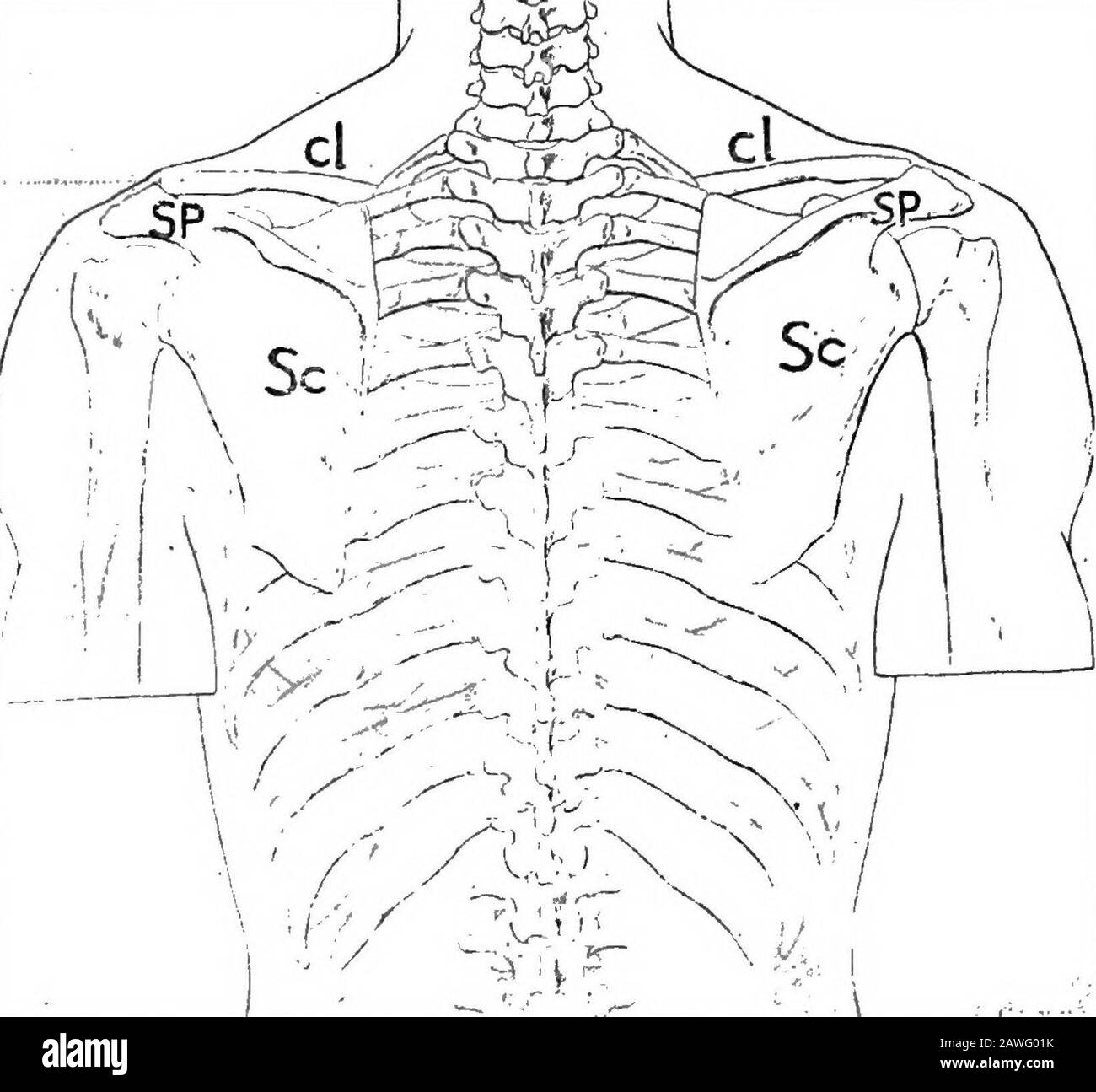 Anatomie appliquée et kinésiologie, le mécanisme du mouvement musculaire . o l'arrière. La surface supérieure est lisse et la surface inférieure rugueuse ; l'extrémité intérieure est plus épaisse et l'extrémité extérieure moreaplatie (Fig. 29). La scapula est un os triangulaire plat avec deux projections proéminentes sur elle: La colonne vertébrale de l'arrière et le coracoid de l'avant. La colonne vertébrale a une terminaison aplatie appelée acromion.UNE impression profonde ci-dessus est nommée de sa position la fosse supraspineuse, tandis que la fosse moins profonde ci-dessous est appelée la fosse infra-spineuse. L'humérus s'articule autour d'une douille peu profonde qui atte l'itinéraire Banque D'Images