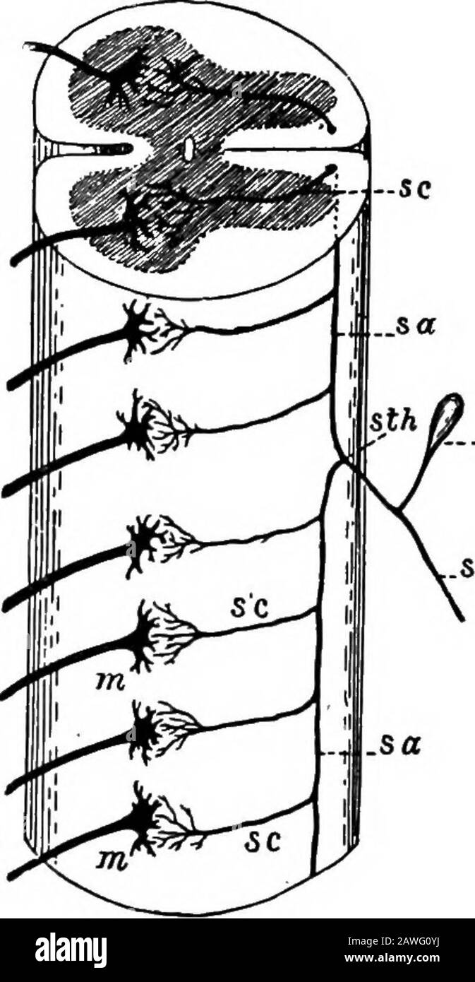Anatomie appliquée et kinésiologie, le mécanisme du mouvement musculaire . l ganglion le long de la racine postérieure dans la moelle épinière, où il pénètre la colonne blanche postérieure pour une courte distance puis se divise en une branche ascendante et descendante.Ces deux branches s'étendent verticalement dans la colonne blanche postérieure, Donner à intervalles les branches horizontales appelées collatérales 48 CONTRÔLE MUSCULAIRE qui pénètrent les parties grises du cordon et y terminent les cellules amongthe et les dendrites (Fig. 24). Les extrémités de ces fibres sensorielles sont souvent ressemblées à une brosse, et elles interfient souvent avec simi Banque D'Images
