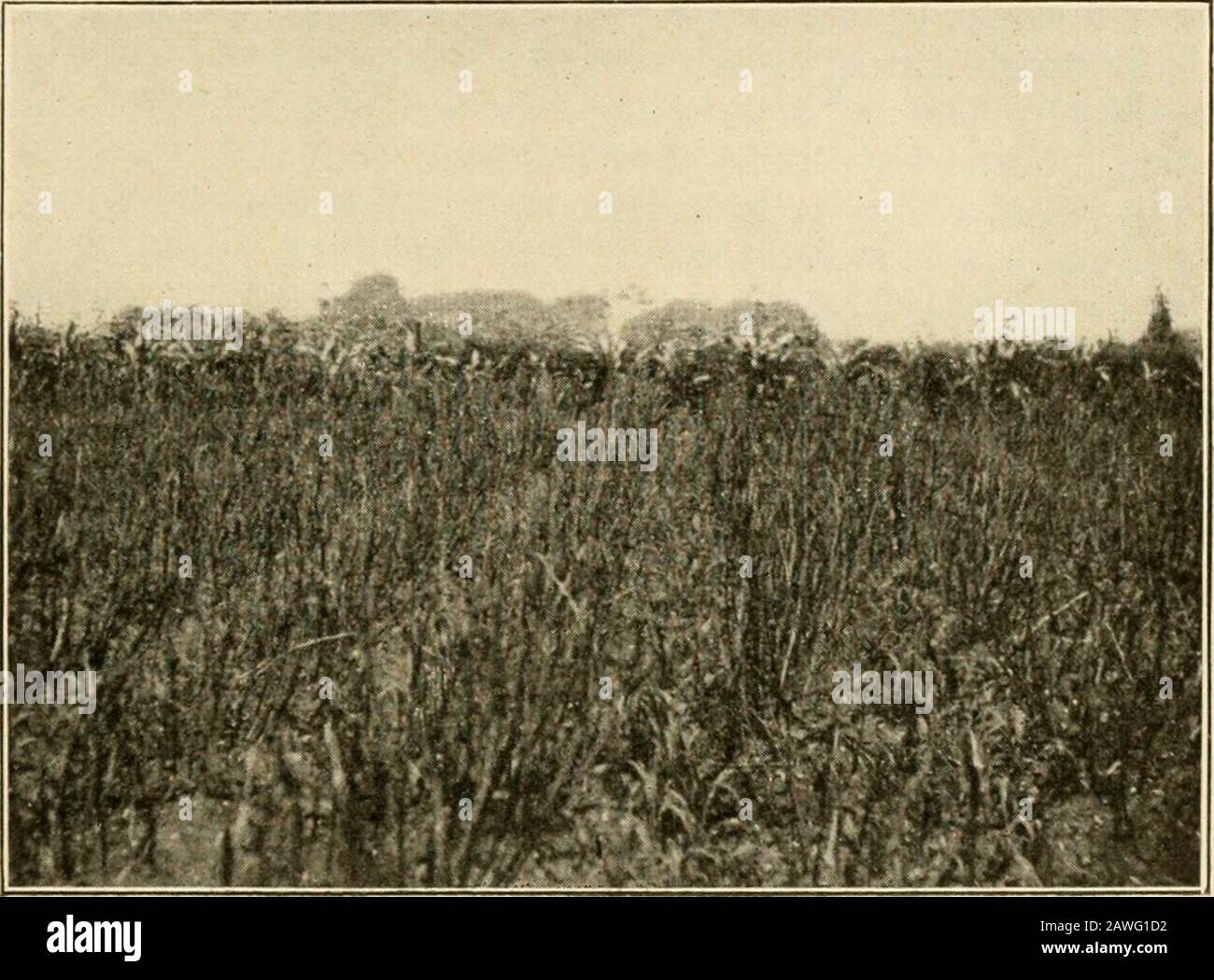 Agriculteurs de quarante siècles; ou, agriculture permanente en Chine, en Corée et au Japon . es élevé planté entre les truies de haricots de Windsor qui avaient mûri vers le milieu du mois de juin.Les feuilles avaient chuté, les haricots avaient été cueillis des tiges, et un peu plus tard, lorsque les racines avaient eu le temps de se délabrir, les béantiges seraient tirées et attachées en faisceaux pour servir de carburant ou de forengrais. Nous avions atteint Mukden complètement fatigué après une longue journée d'observation et d'écriture étroites et continues. La maison Astor, où s'arrêter, était à cinq kilomètres de la gare et le seul moyen de transport MUKDEN 317 à rencontrer le trai Banque D'Images
