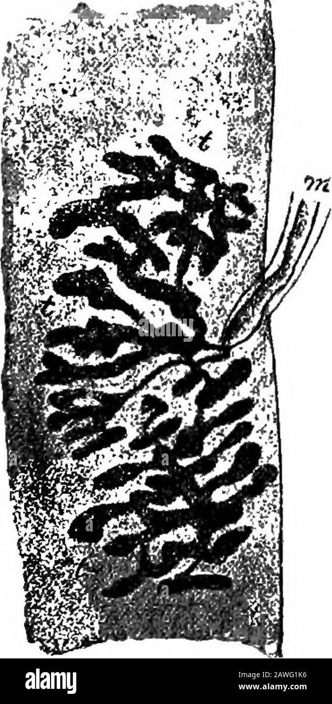 Anatomie appliquée et kinésiologie, le mécanisme du mouvement musculaire . Fig. 22.—nervosité du moteur dans une fibre musculaire. (Klein.) Si l'un des membres d'un animal est coupé de ses bodyjthemuscles dans ce membre peut encore être fait à contrat par stimulant le nerf. Les fibres motrices dans le nerf, lorsqu'elles sont stimulées, transmettent le message aux fibres musculaires et elles contractent, assi le message provient du système nerveux des animaux; avec thisdifférence: Les actions musculaires découlant de cette façon ne sont pas régulateet contrôlées de manière à être utiles. La machine de muscularcontrol se trouve dans le cerveau et Banque D'Images