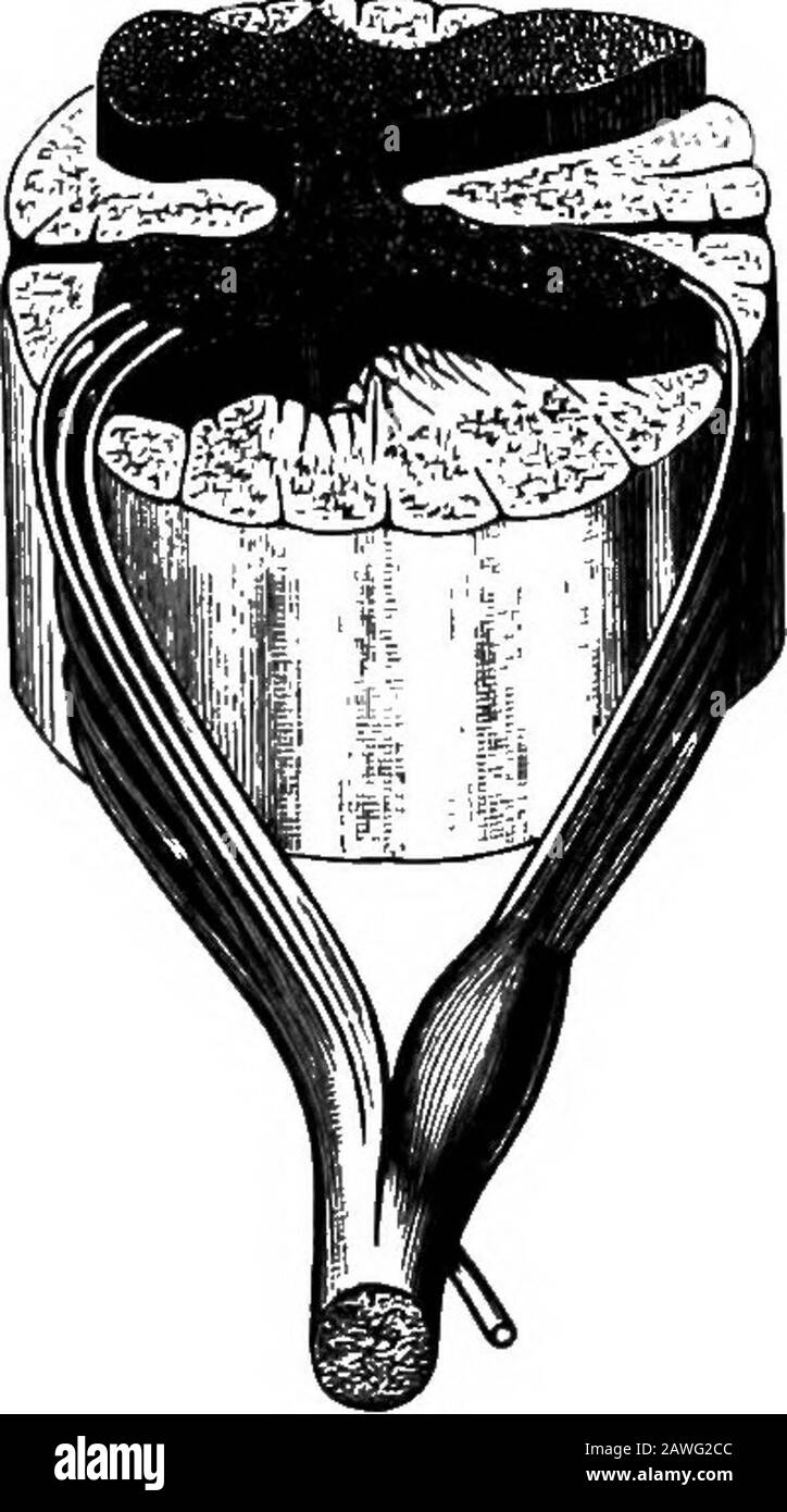 Anatomie appliquée et kinésiologie, le mécanisme du mouvement musculaire . Fig. 18.—la partie centrale du système thénerveux. (Gerrish.) Fig. 19.—structure générale de la spinalmoelle et jonction d'un nerf rachidien. (Gerrish.) longueur totale du cordon. La barre transversale de la H est appelée thecommissure, et est l'endroit où les fibres nerveuses traversent d'un côté du cordon à l'autre. Les nerfs rachidiens laissent la moelle en paires, une paire pour chaque soutien-gorge vert; l'une est à droite et sa contrainte sur le côté gauche. Chaque nervejoint le cordon par deux racines; l'une à l'extrémité de la colonne antéro-grise est appelée TH Banque D'Images