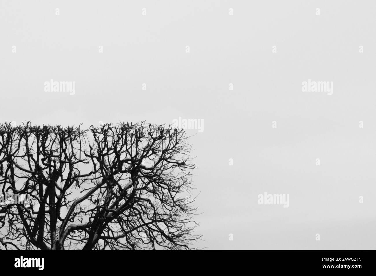 Bague en forme de carré. Couverture taillée avec forme géométrique. Concept de nature avec espace de copie. Branches d'arbre contre le ciel Banque D'Images